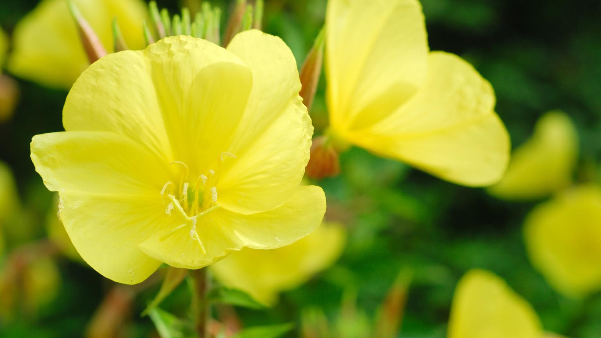 Nachtkerze mit gelber Blüte
