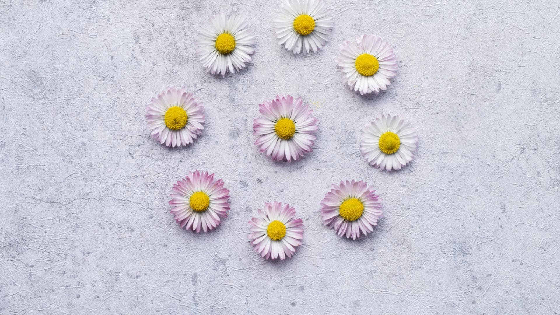 Gänseblümchen mit zarter rosa Färbung