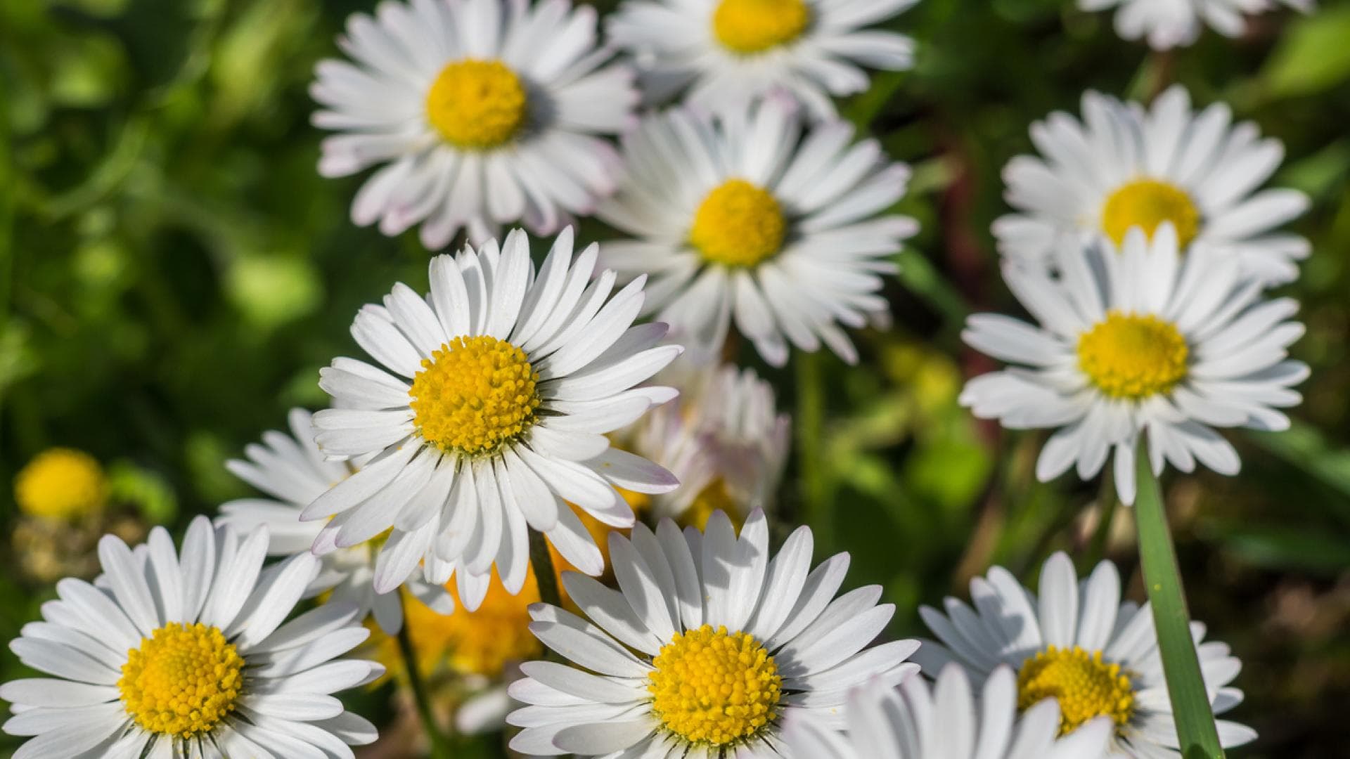 Aufnahme von Gänseblümchen auf Wiese