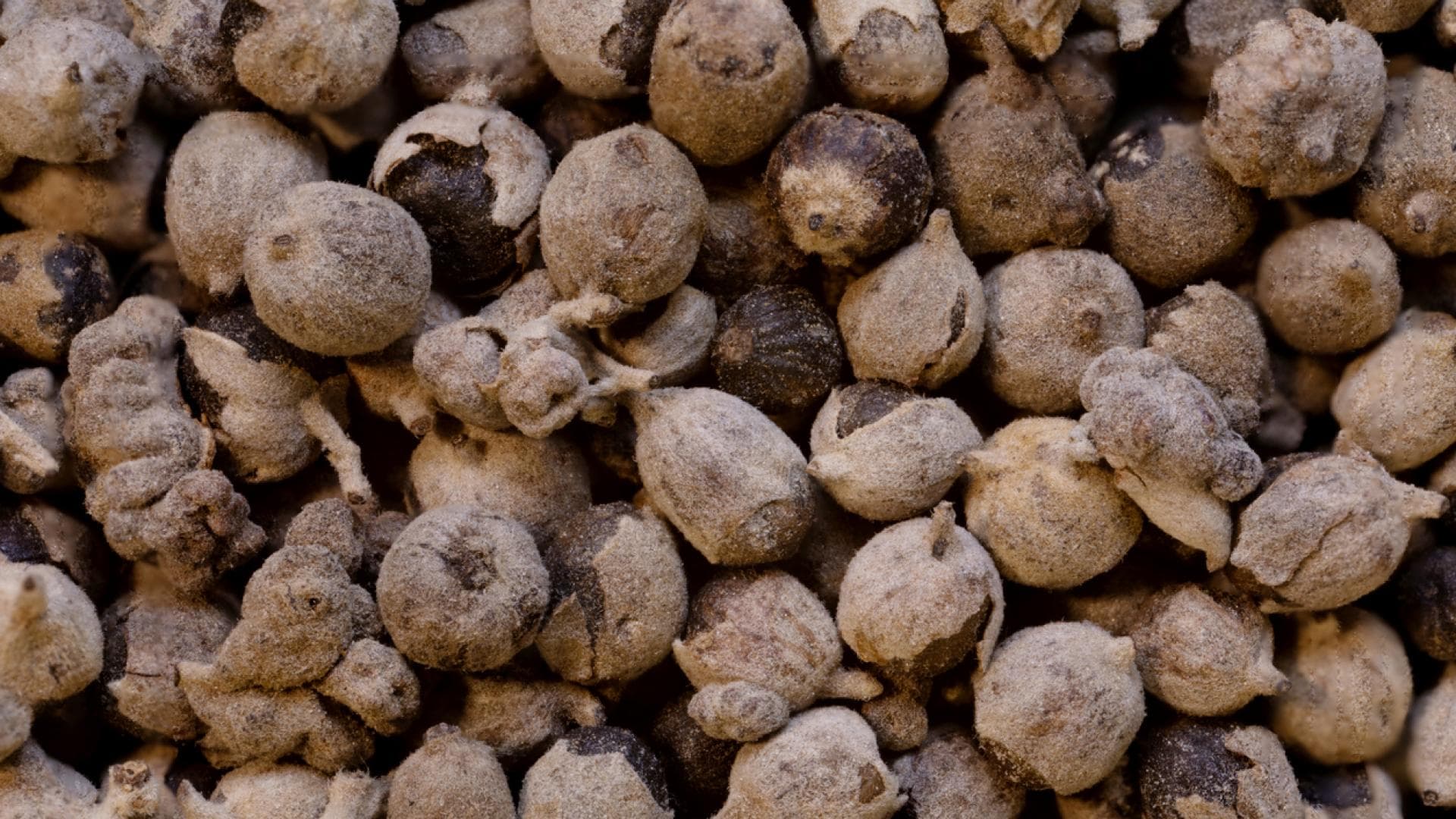Getrocknete Früchte des Mönchspfeffers