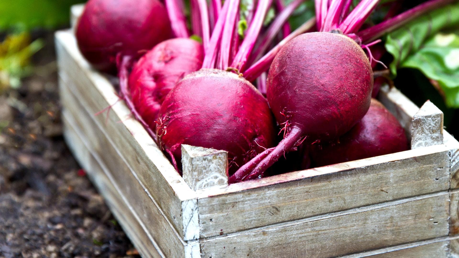 Rote Bete