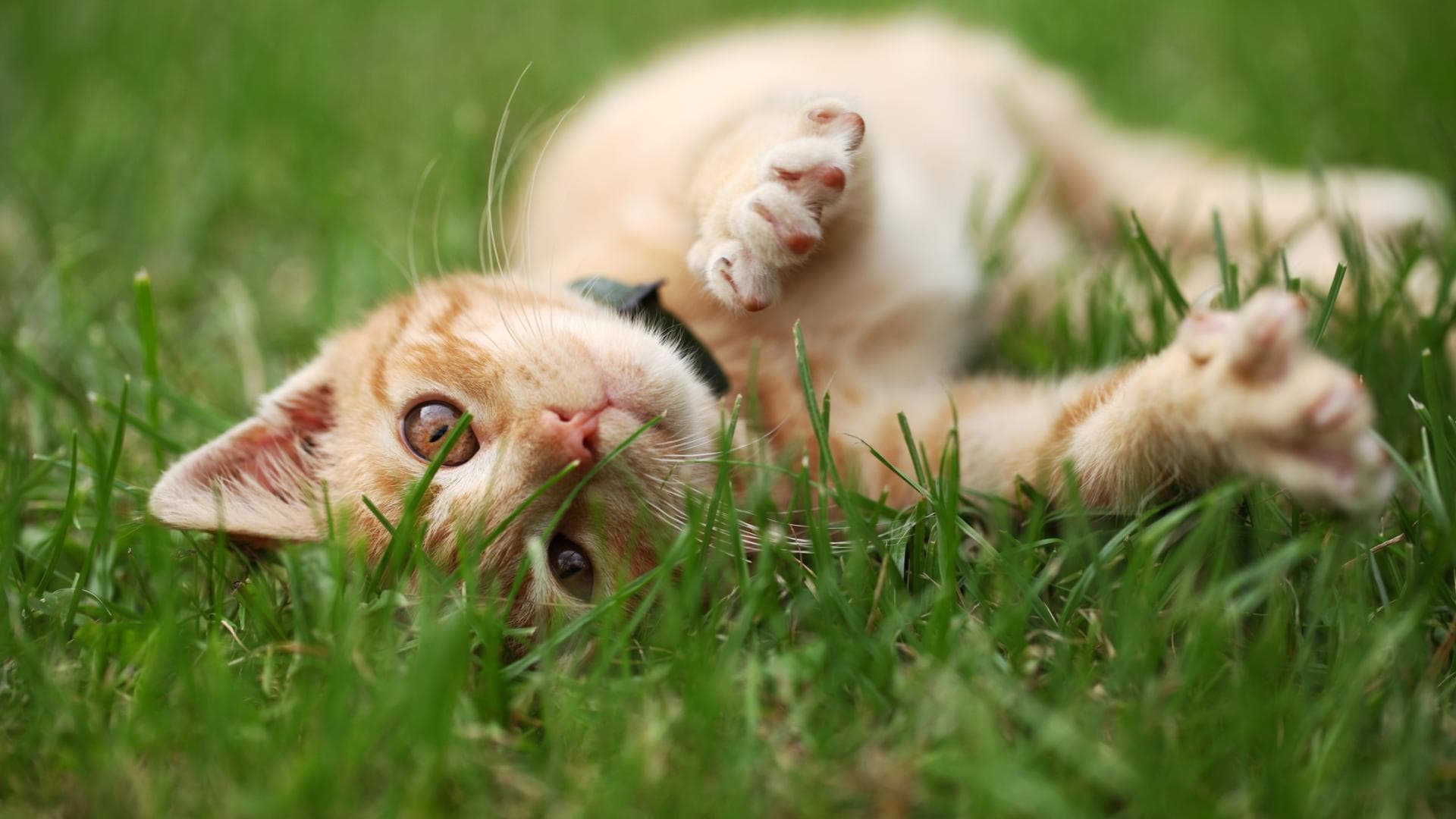 Katze liegt im Gras
