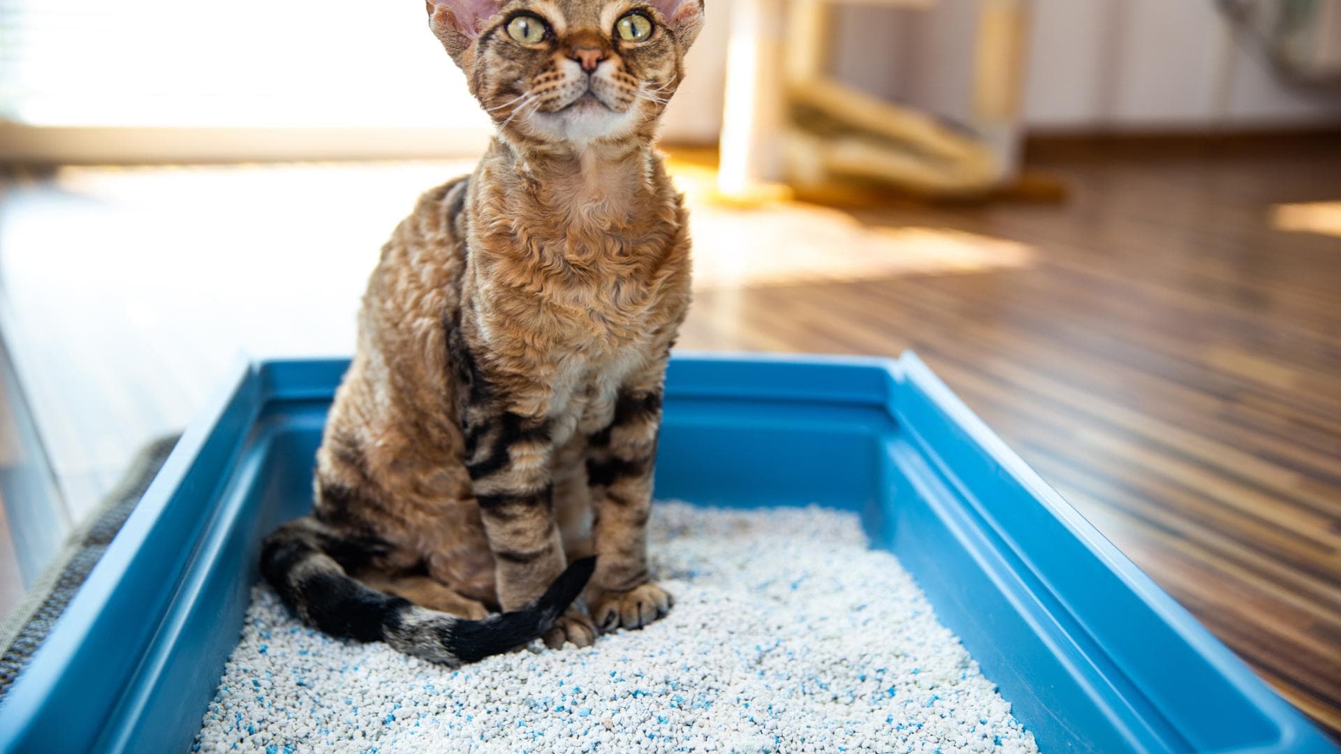 Katze sitzt im Katzenklo