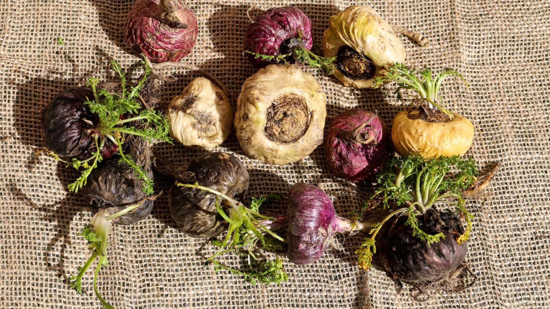 Verschiedene Maca-Knollen auf Jutetuch