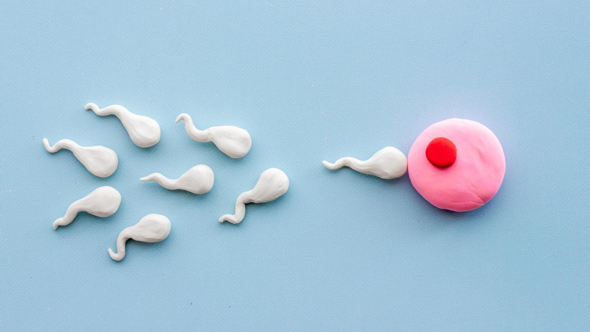 Spermien und Eizelle mit Gummitierchen nachgestellt
