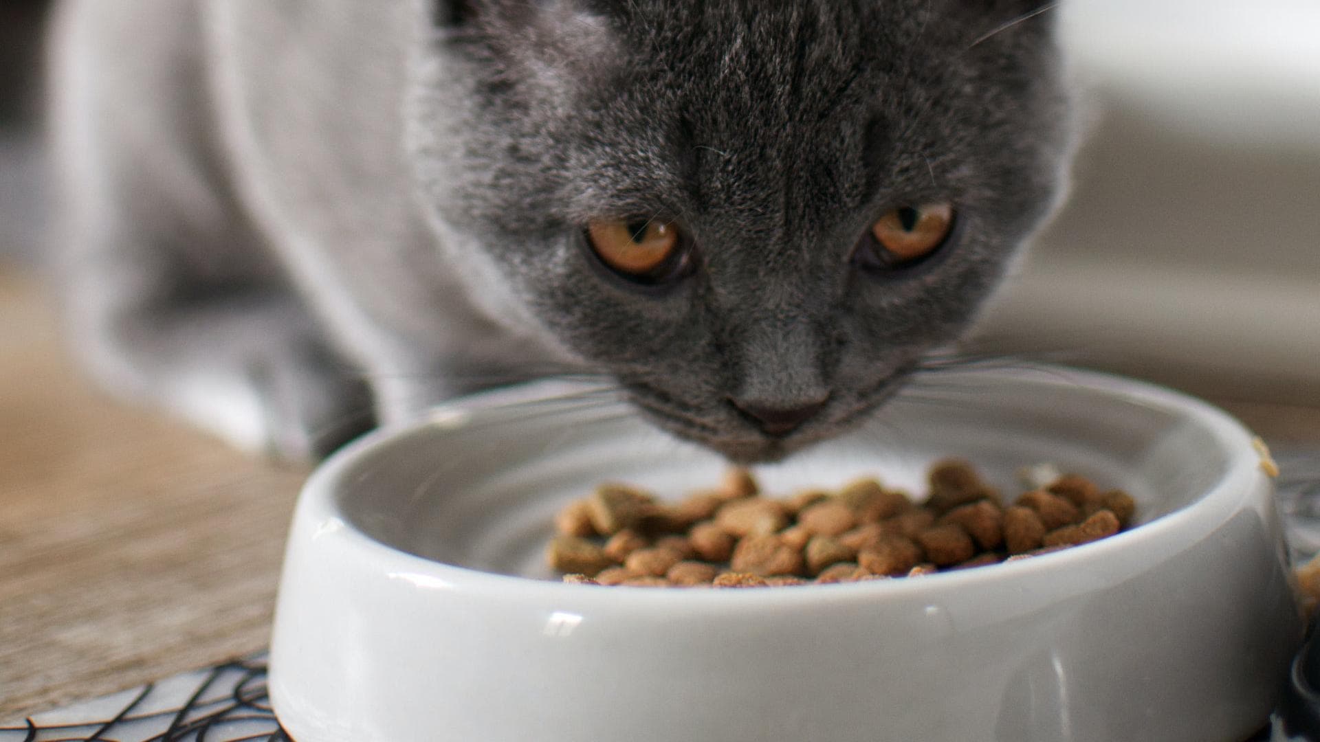 Katze isst