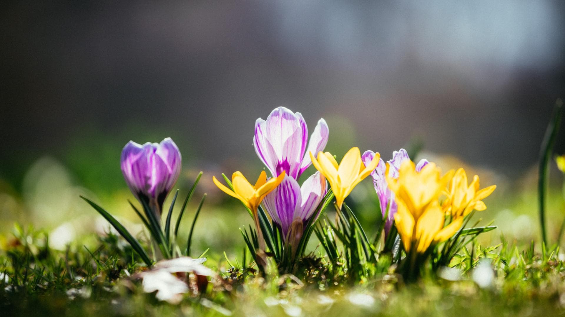 Krokusse blühen auf Wiese