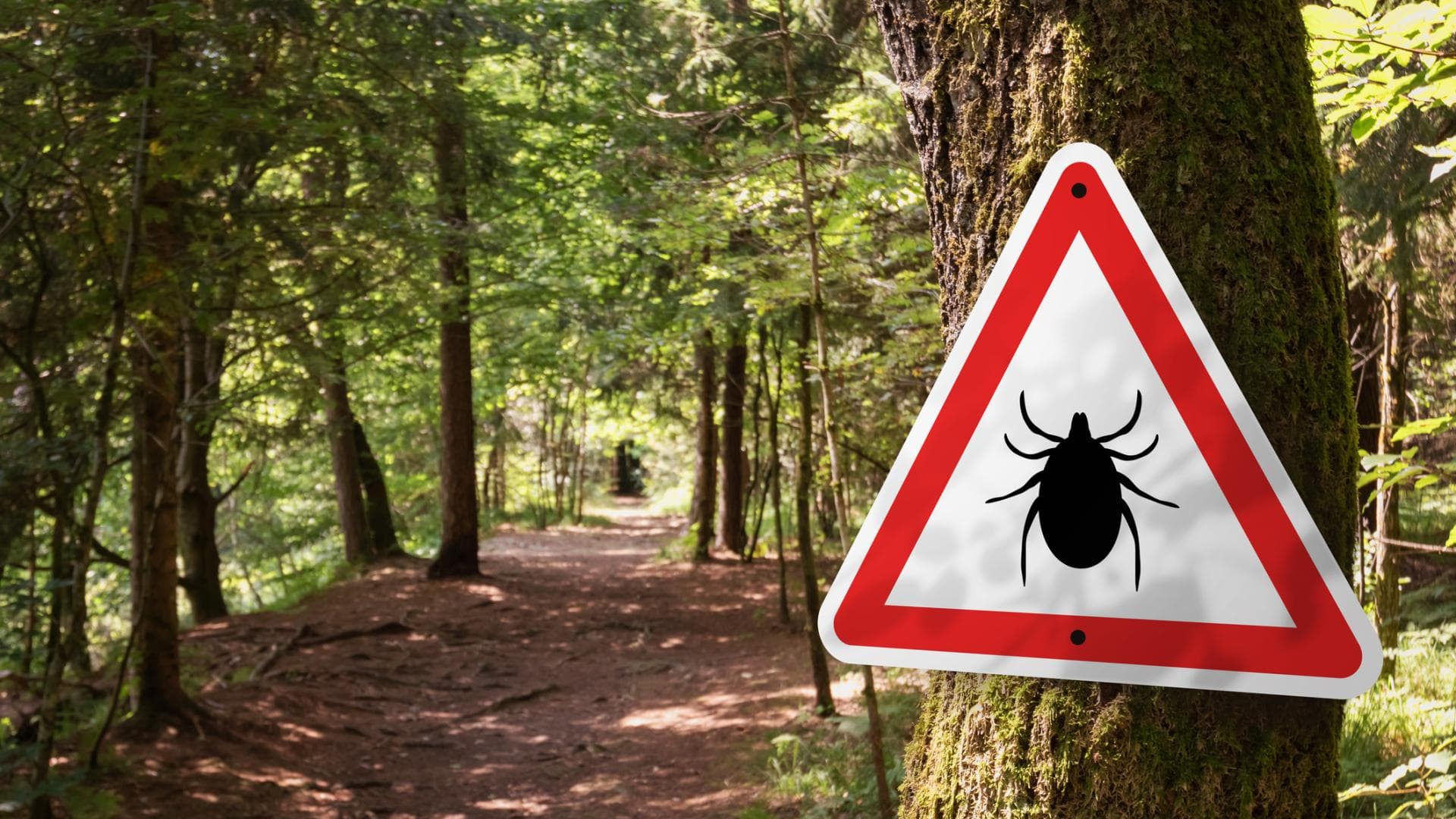 In den Vereinigten Staaten zeigt sich eine wachsende Anzahl von Personen, die eine Allergie gegen rotes Fleisch entwickeln. In den Vereinigten Staaten zeigt sich eine wachsende Anzahl von Personen, die eine Allergie gegen rotes Fleisch entwickeln.