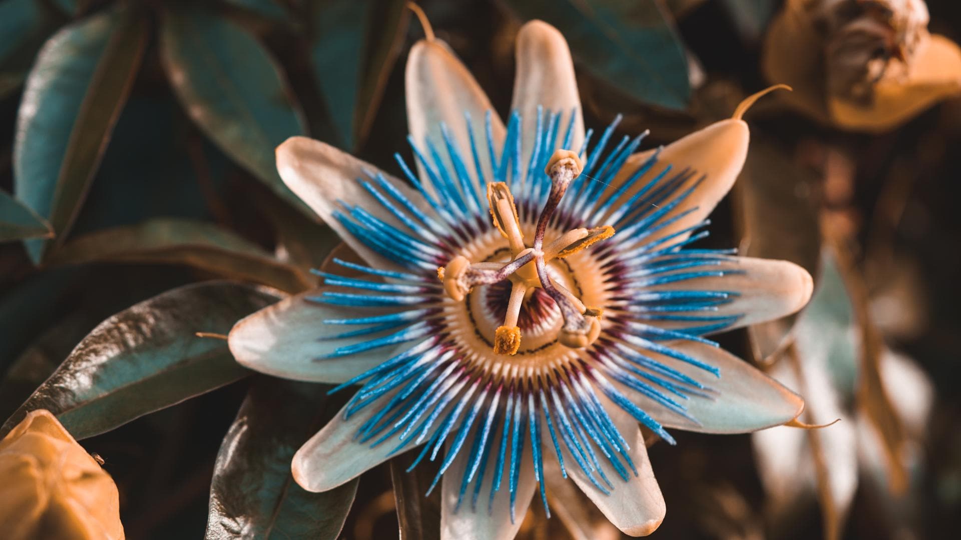 Blaue Passionsblume Blaue Passionsblume