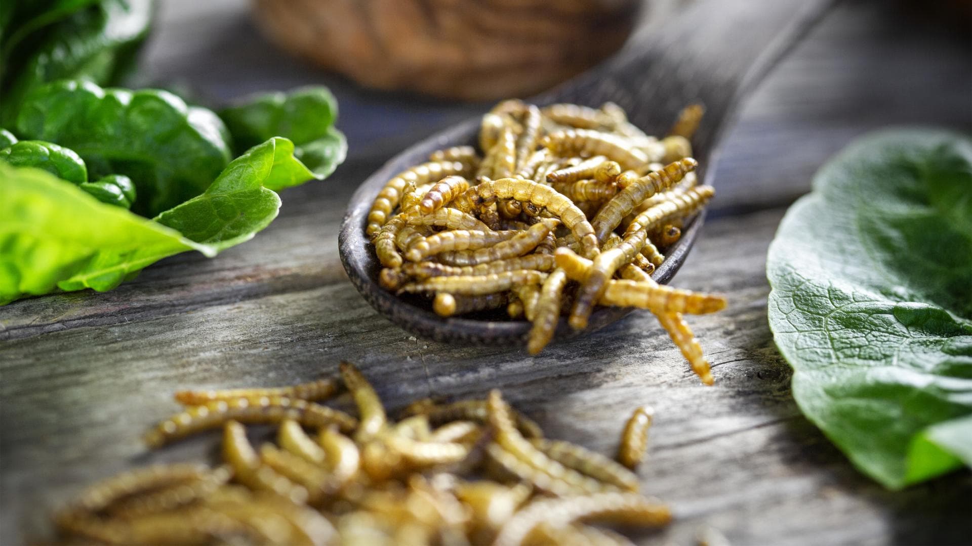 Essbare Insekten