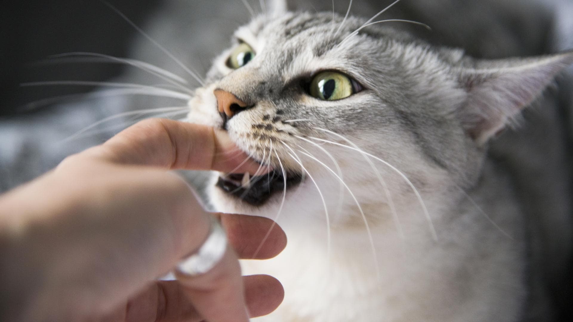 Katze beisst in den Finger