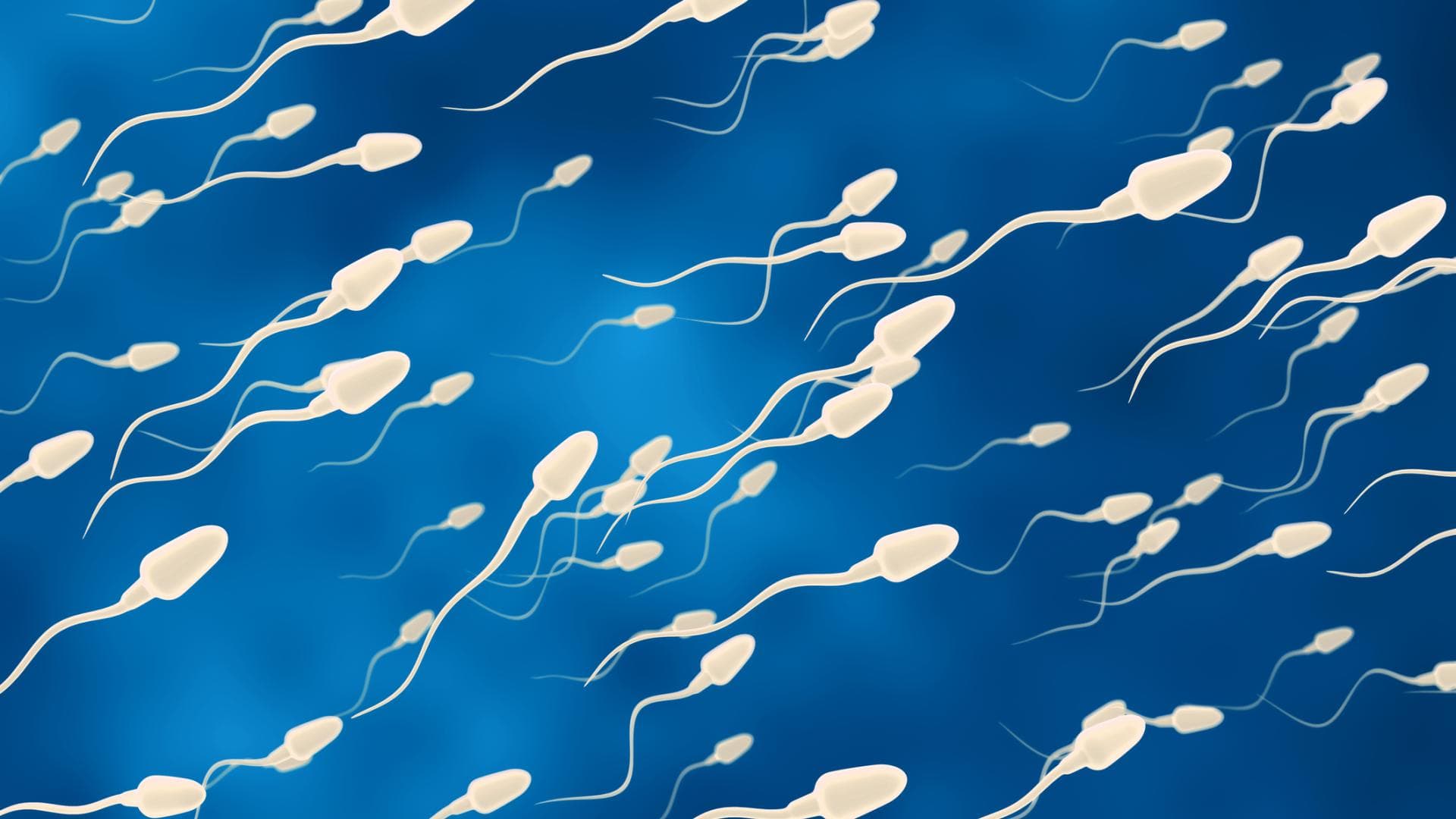 Spermien