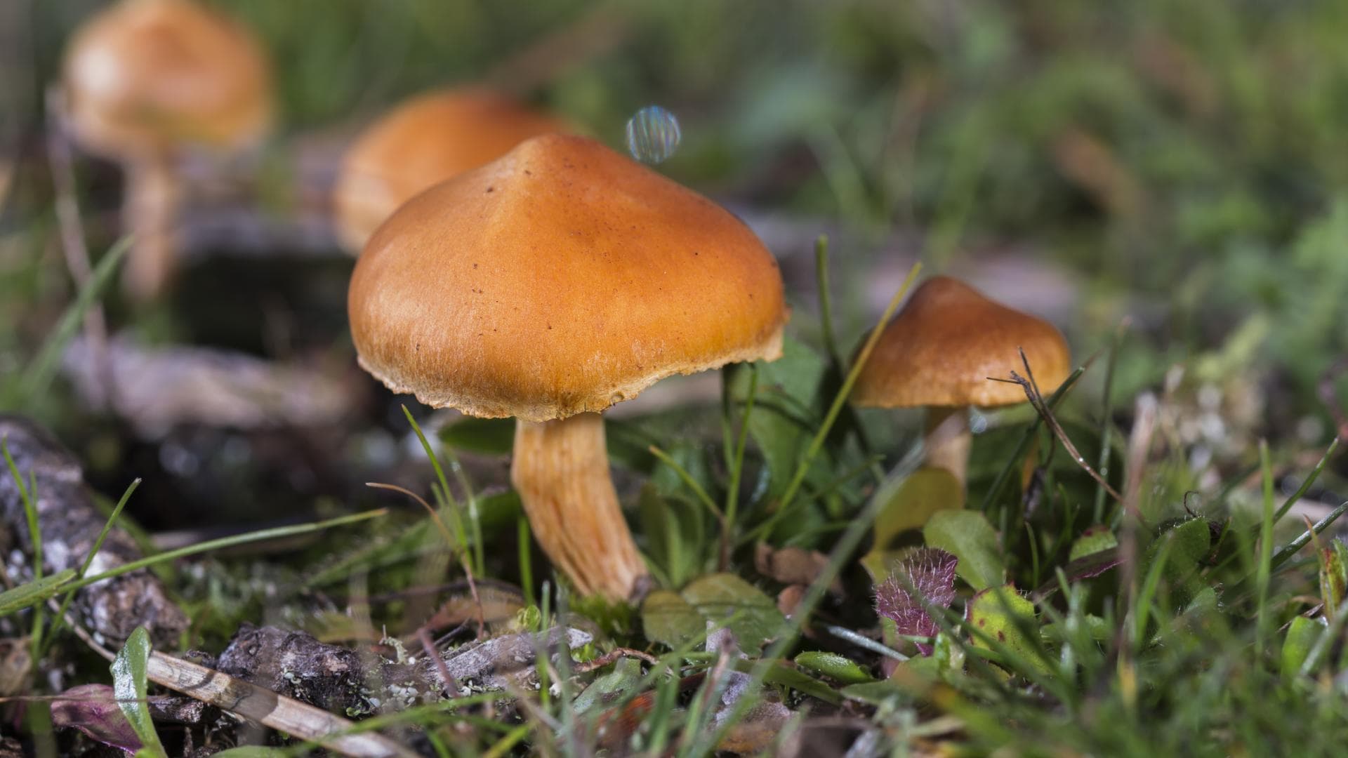 Spitzgebuckelte Raukopf (Cortinarius rubellus)