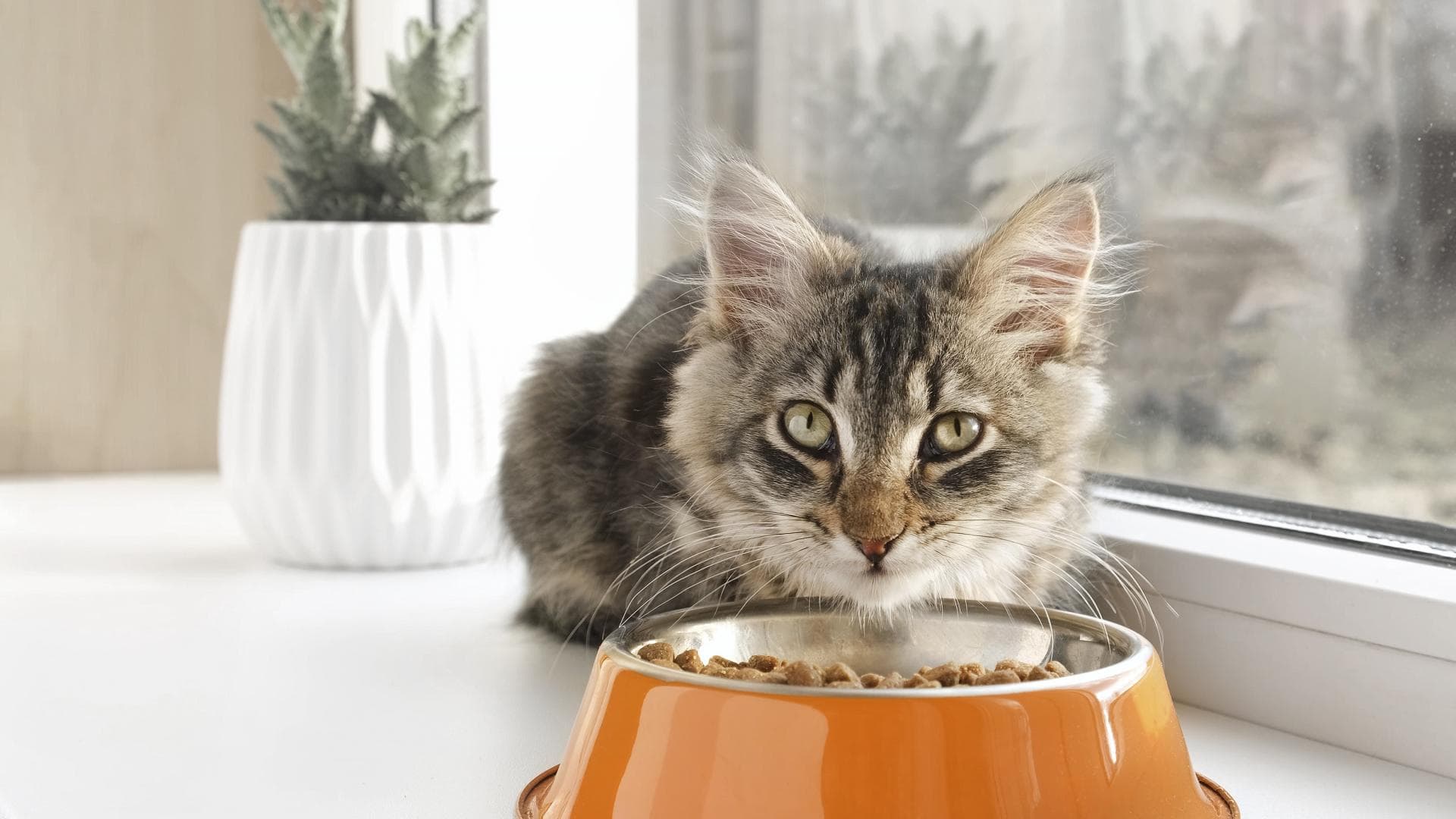Katze frisst Trockenfutter aus Nap