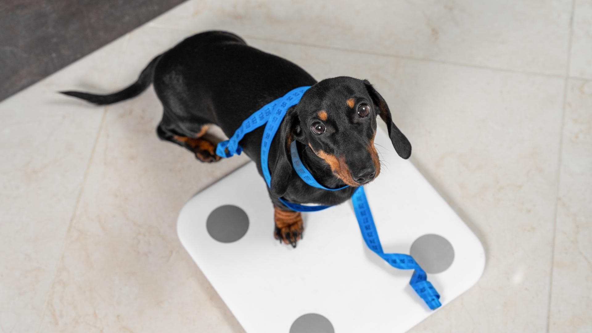 Hund steht auf einer Waage mit Maßband um