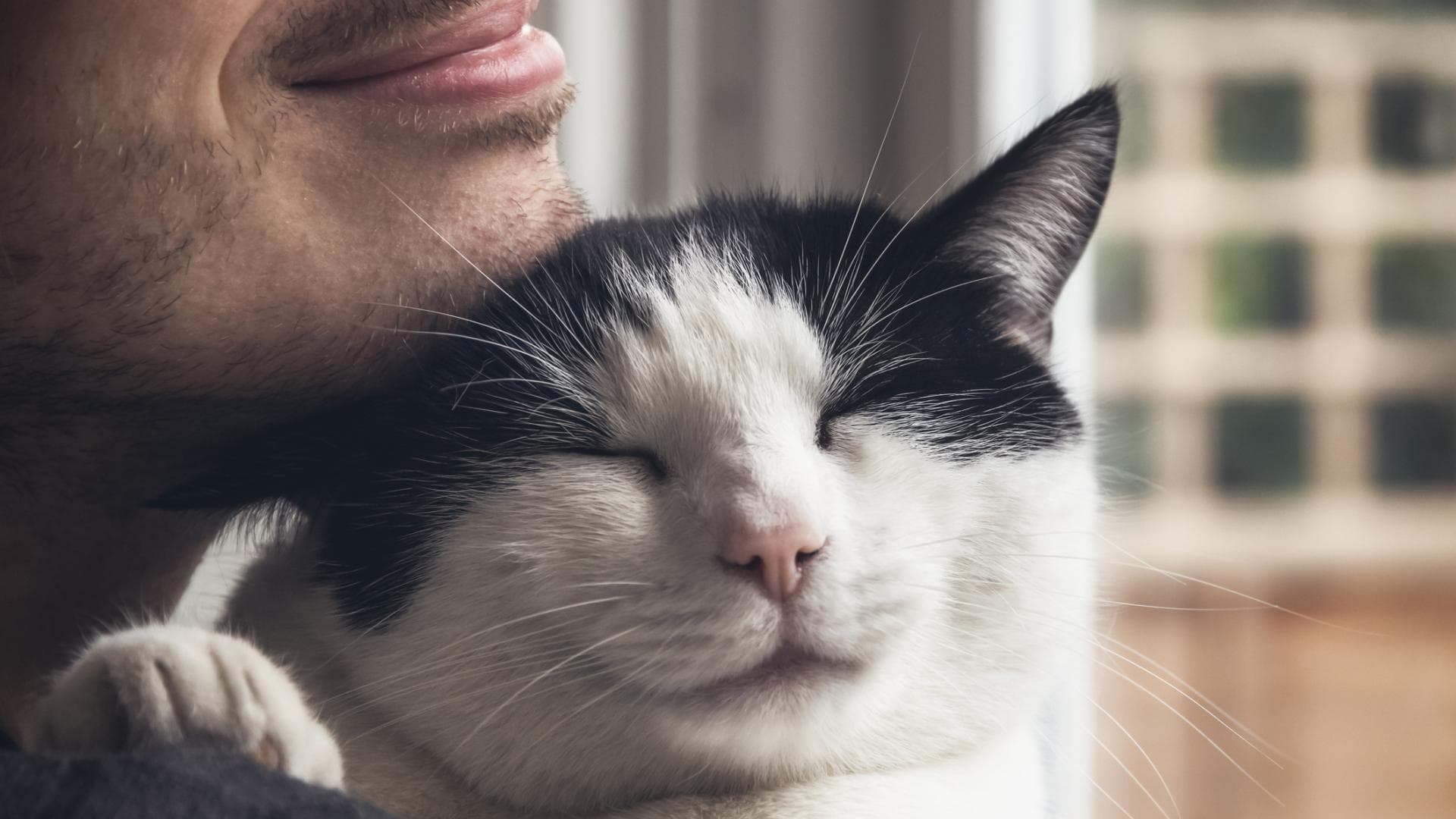 Nahaufnahme einer schwarz-weißen Katze, die von einem bärtigen Mann gestreichelt wird