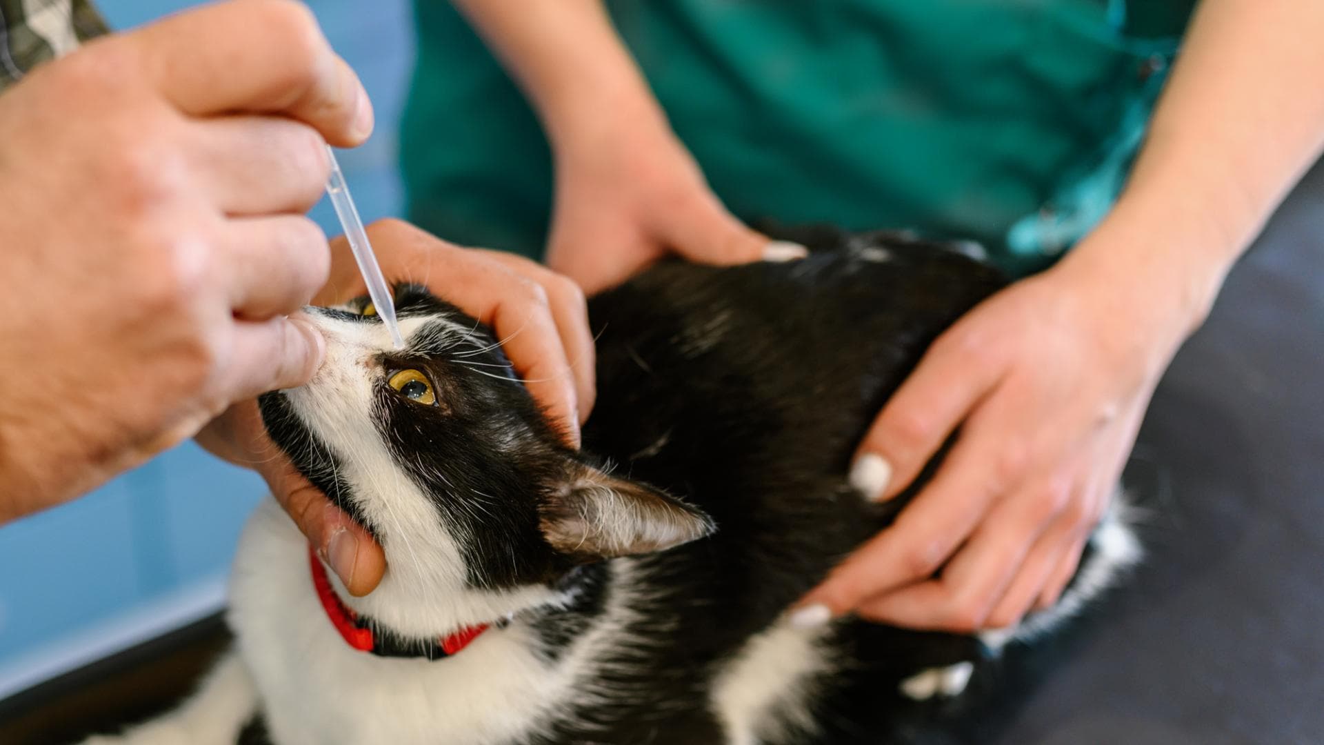 Tierarzt behandelt Bindehautentzündung bei einer Katze mit Tropen