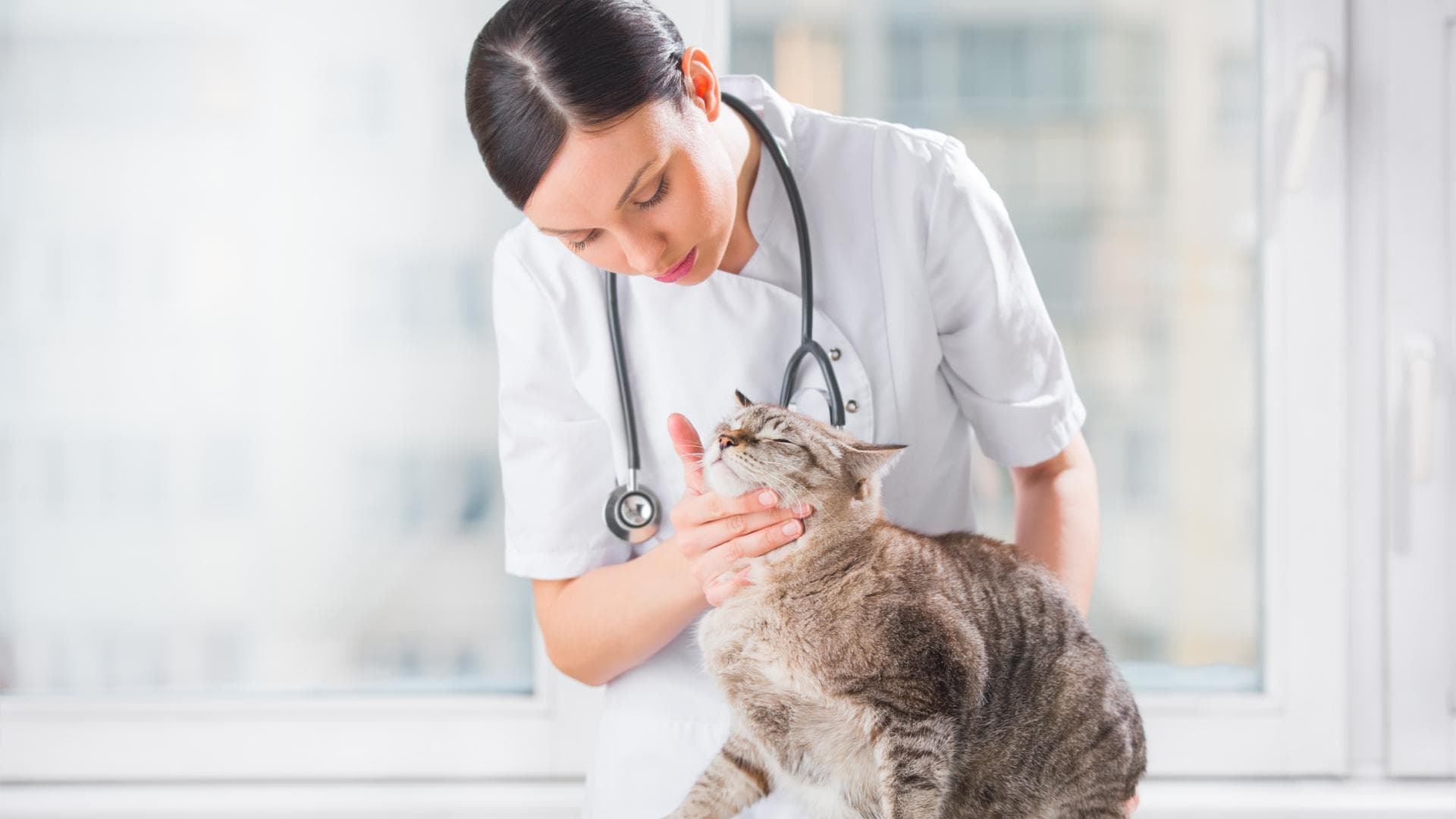 Tierärztin untersucht Diabetes bei Katzen