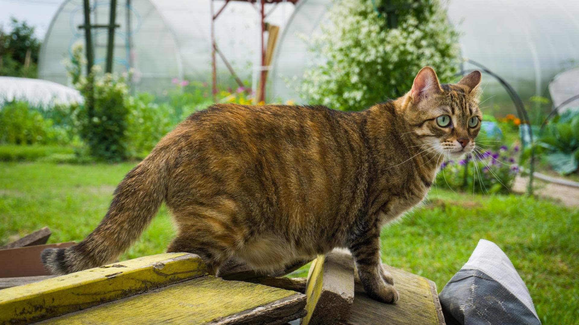 Hängebauch bei einer Katze im Garten