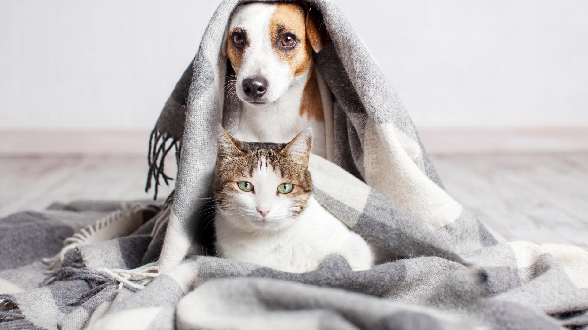 Hund und Katze sitzen gemeinsam unter einer Decke Hund und Katze sitzen gemeinsam unter einer Decke