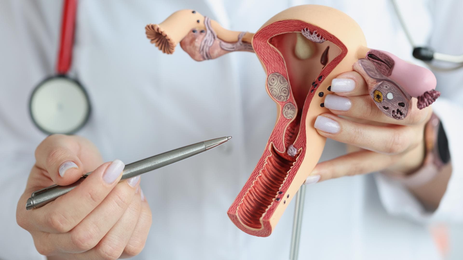 Modell von Vagina
