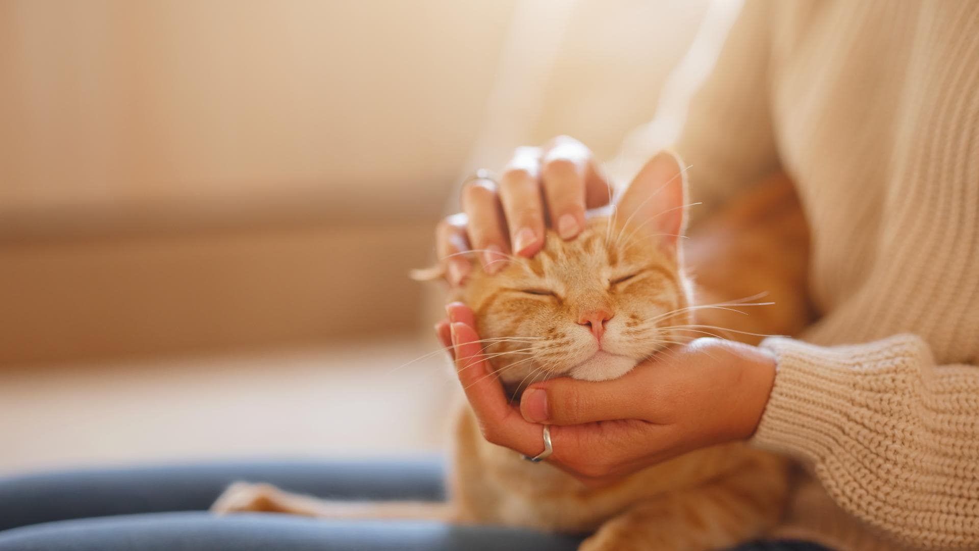 Das Immunsystem der Katze stärken