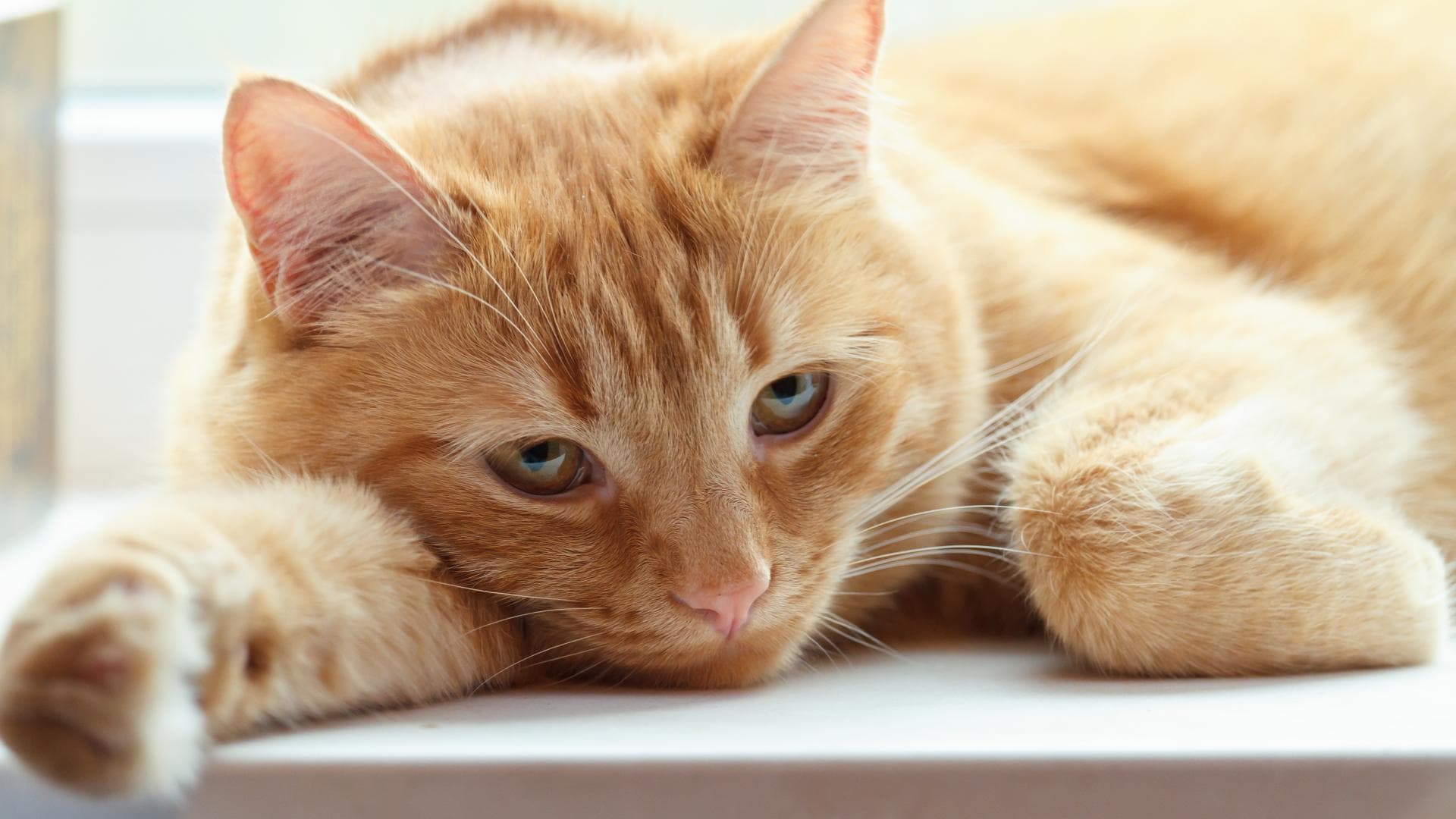 Depressionen bei Katzen Depressionen bei Katzen