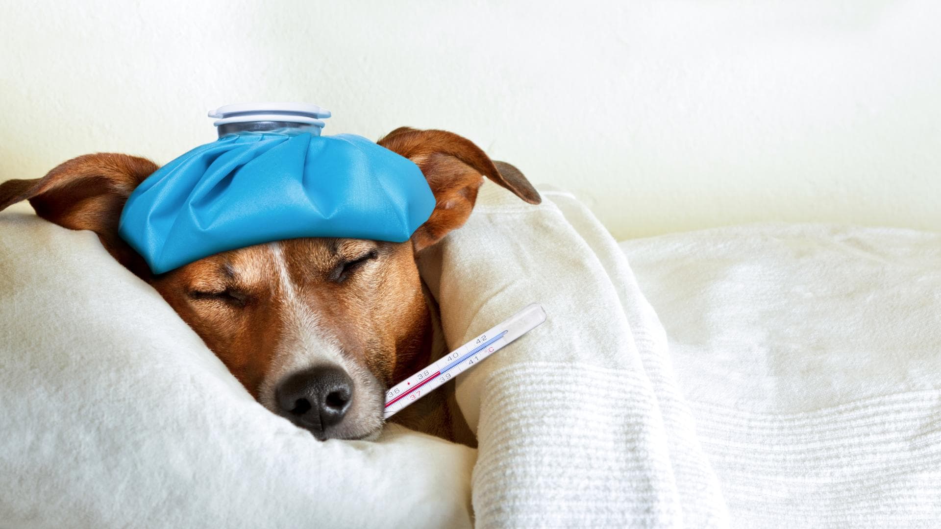 Erkältung beim Hund