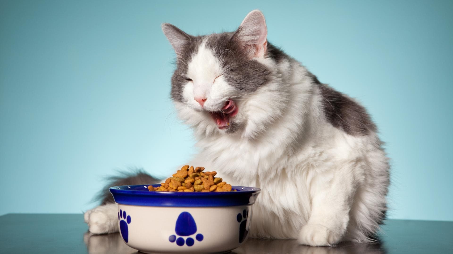 Katze sitzt vor einem Napf mit Trockenfutter
