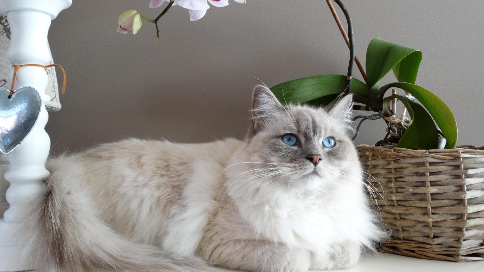 Katze liegt vor einer Orchidee Katze liegt vor einer Orchidee