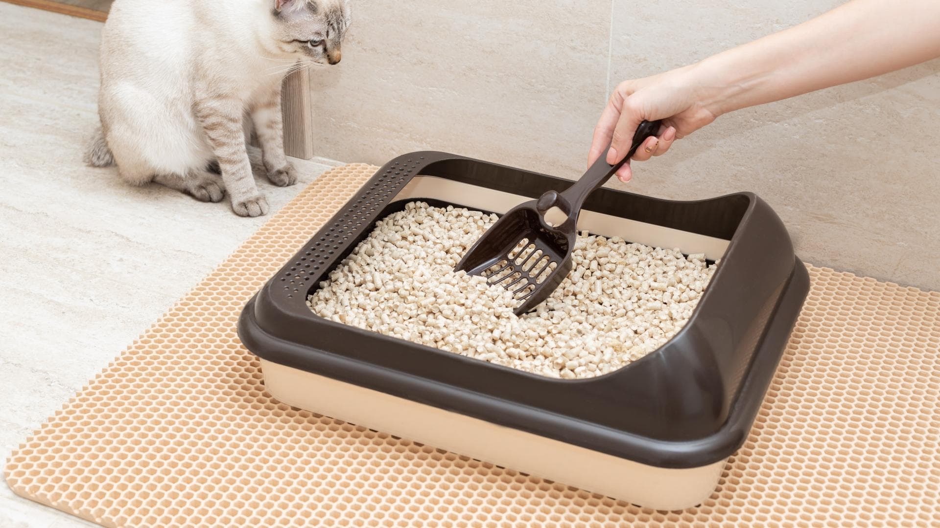 Frau säubert Katzenklo und Katze sitzt daneben Frau säubert Katzenklo und Katze sitzt daneben