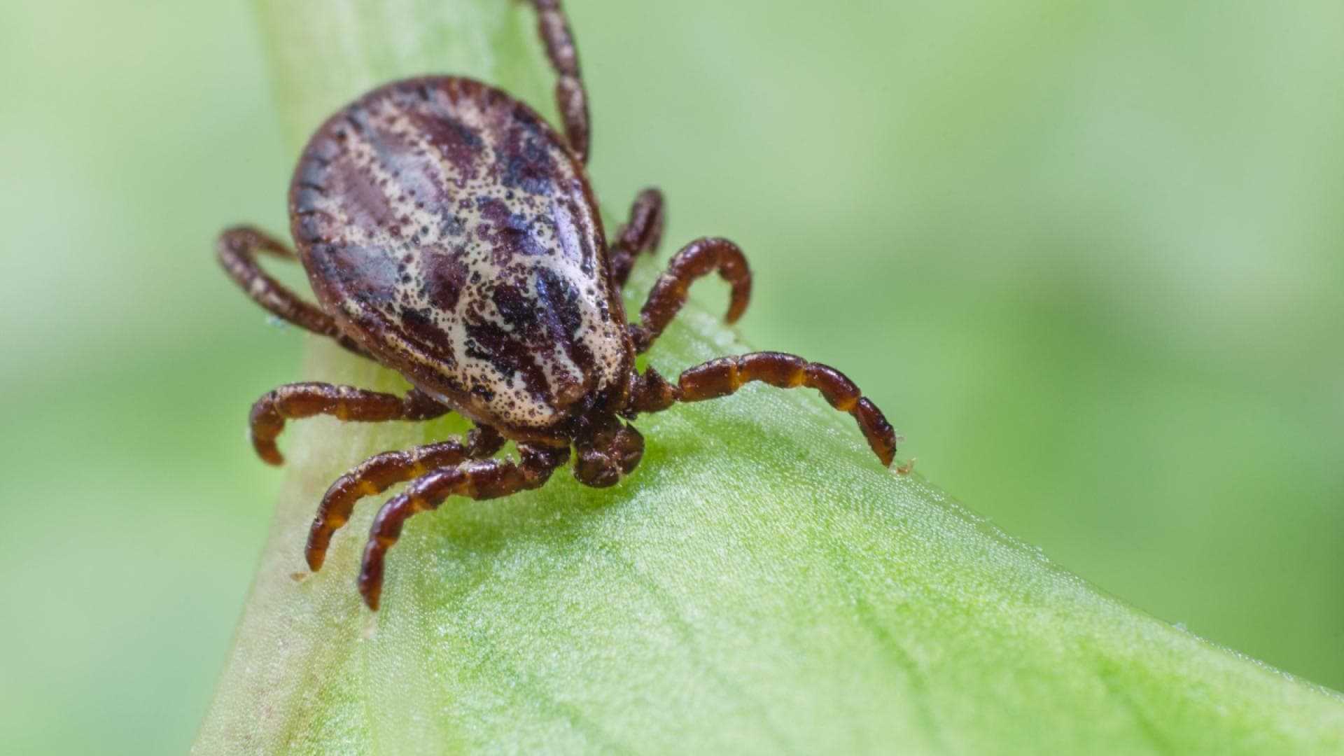 Zecke auf Blatt