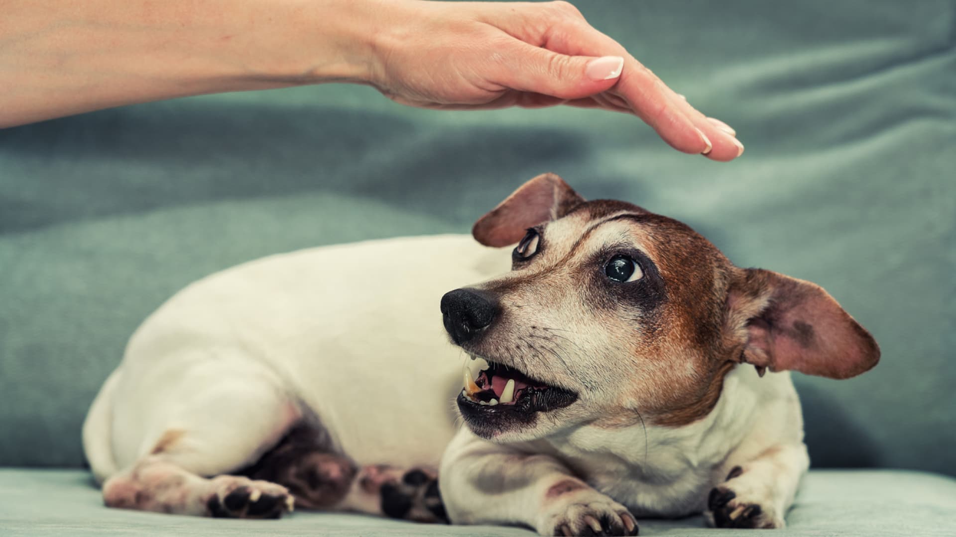 Eine Tollwutimpfung nach einem Biss kann Leben retten. Frau will bissigen Hund streicheln