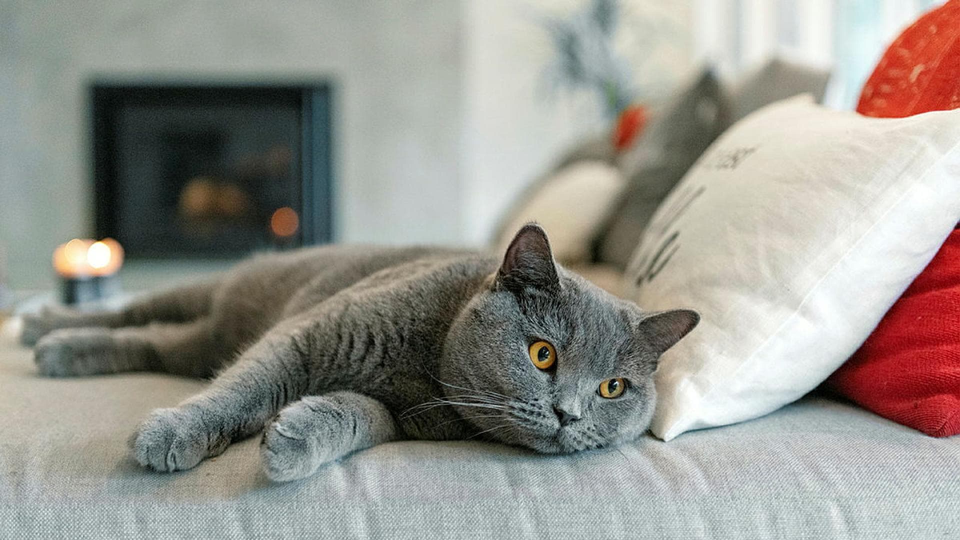 Graue Katze liegt alleine auf dem Sofa Graue Katze liegt alleine auf dem Sofa