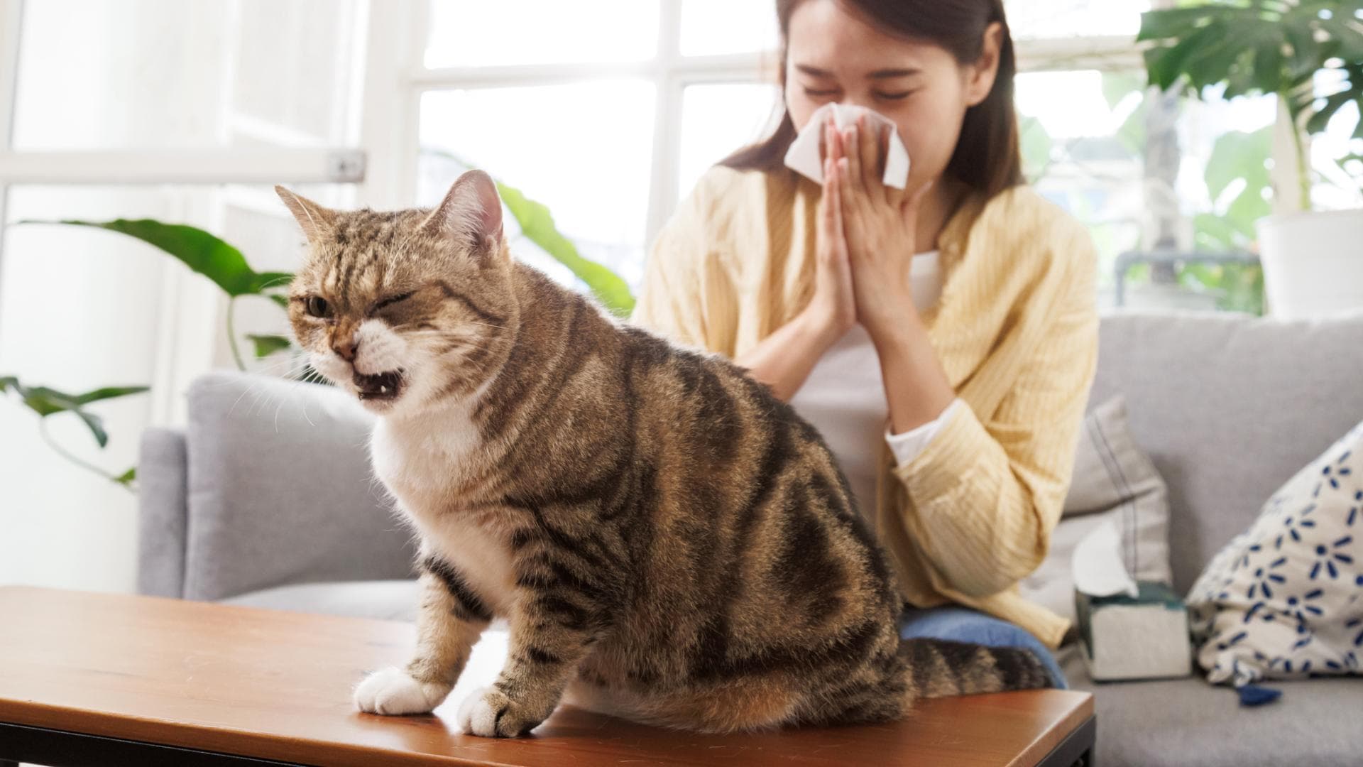 Frau hat Symptome bei Katzenhaarallergie Frau hat Symptome bei Katzenhaarallergie