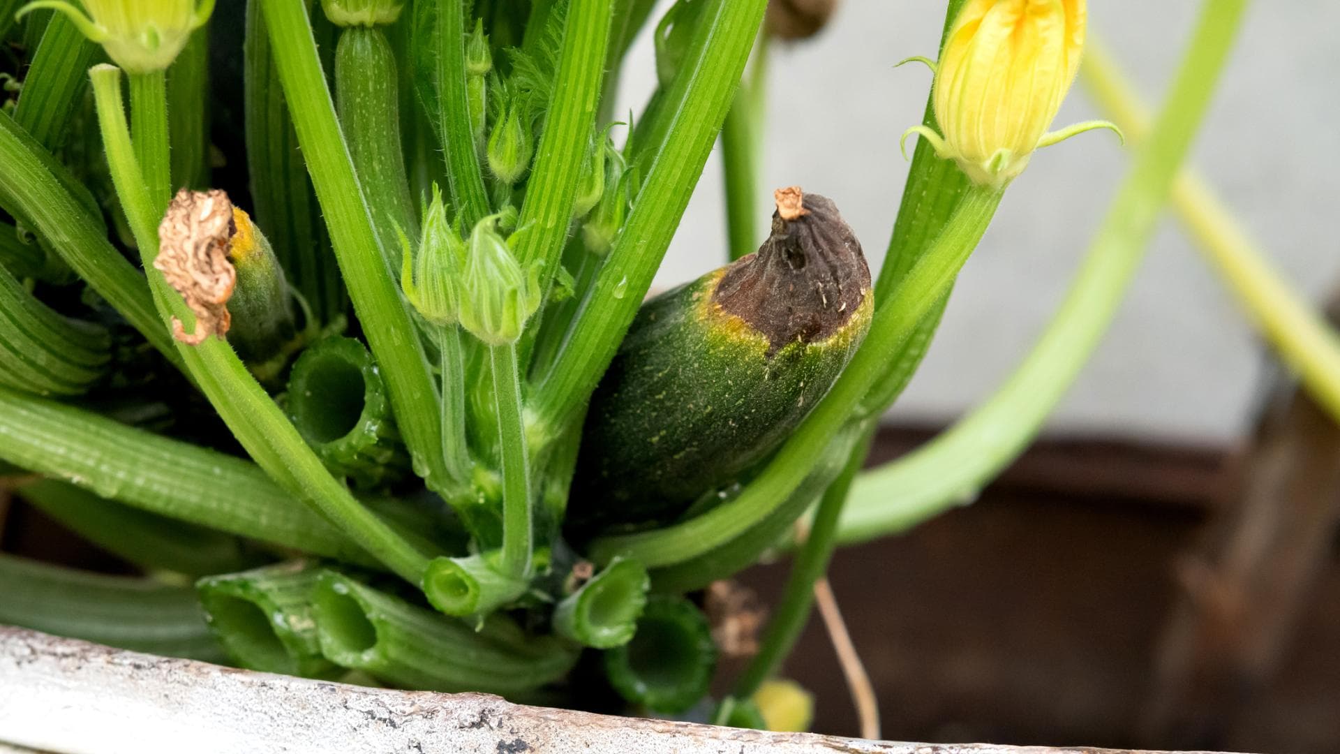 Verfaulte Zucchini aus dem eigenen Garten Verfaulte Zucchini aus dem eigenen Garten