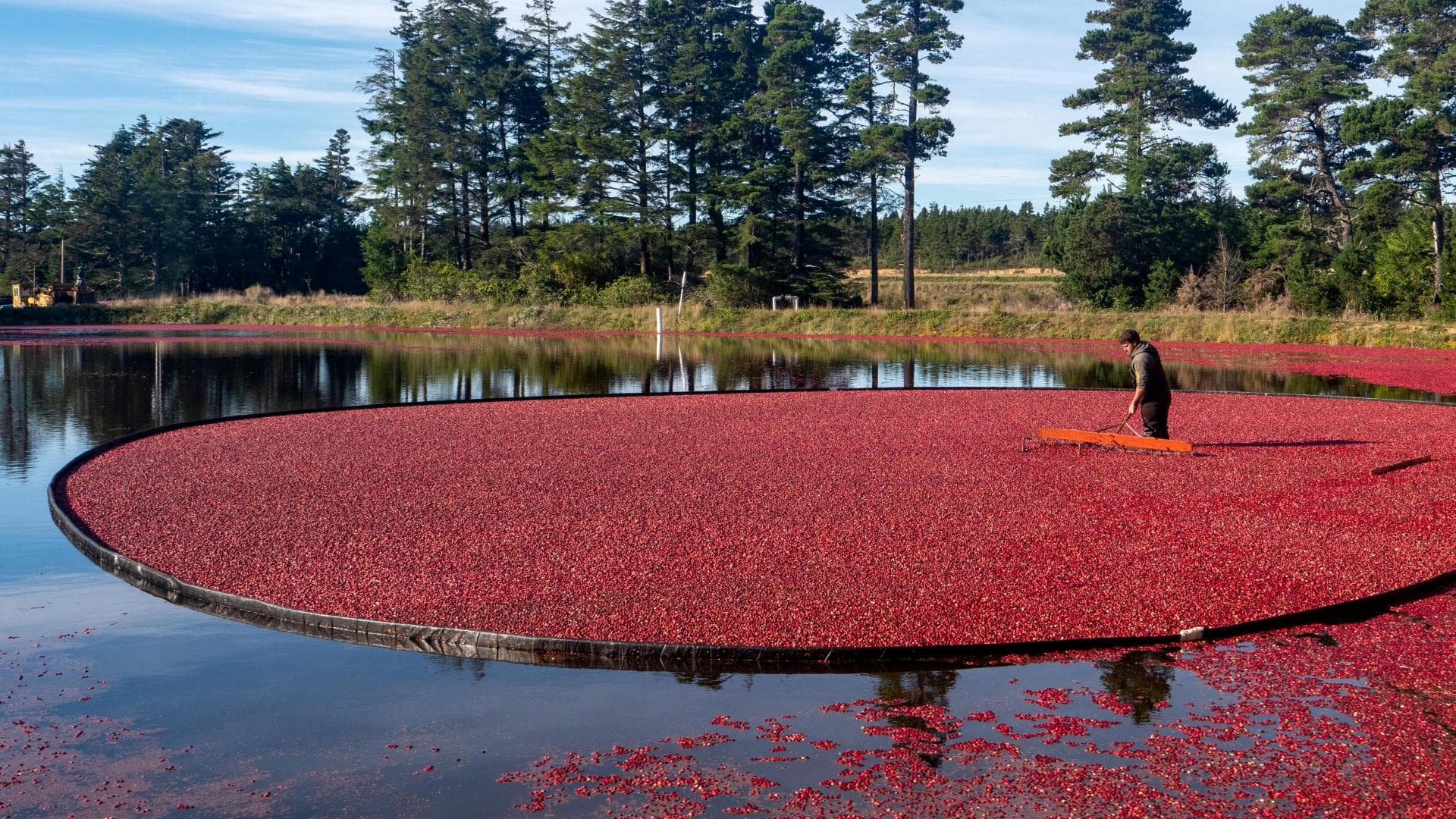 Die gesunden Cranberrys brauchen viel Wasser zum Wachsen Cranberrys werden durch Flutung der Felder geerntet