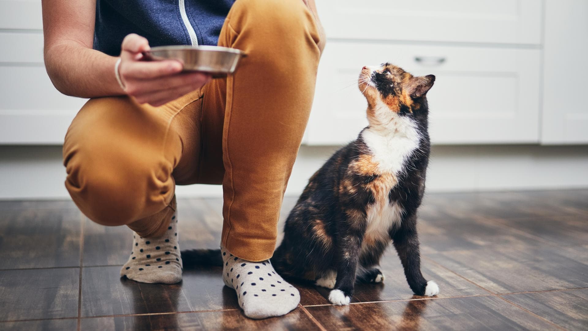 Katze wird gefüttert Katze wird gefüttert