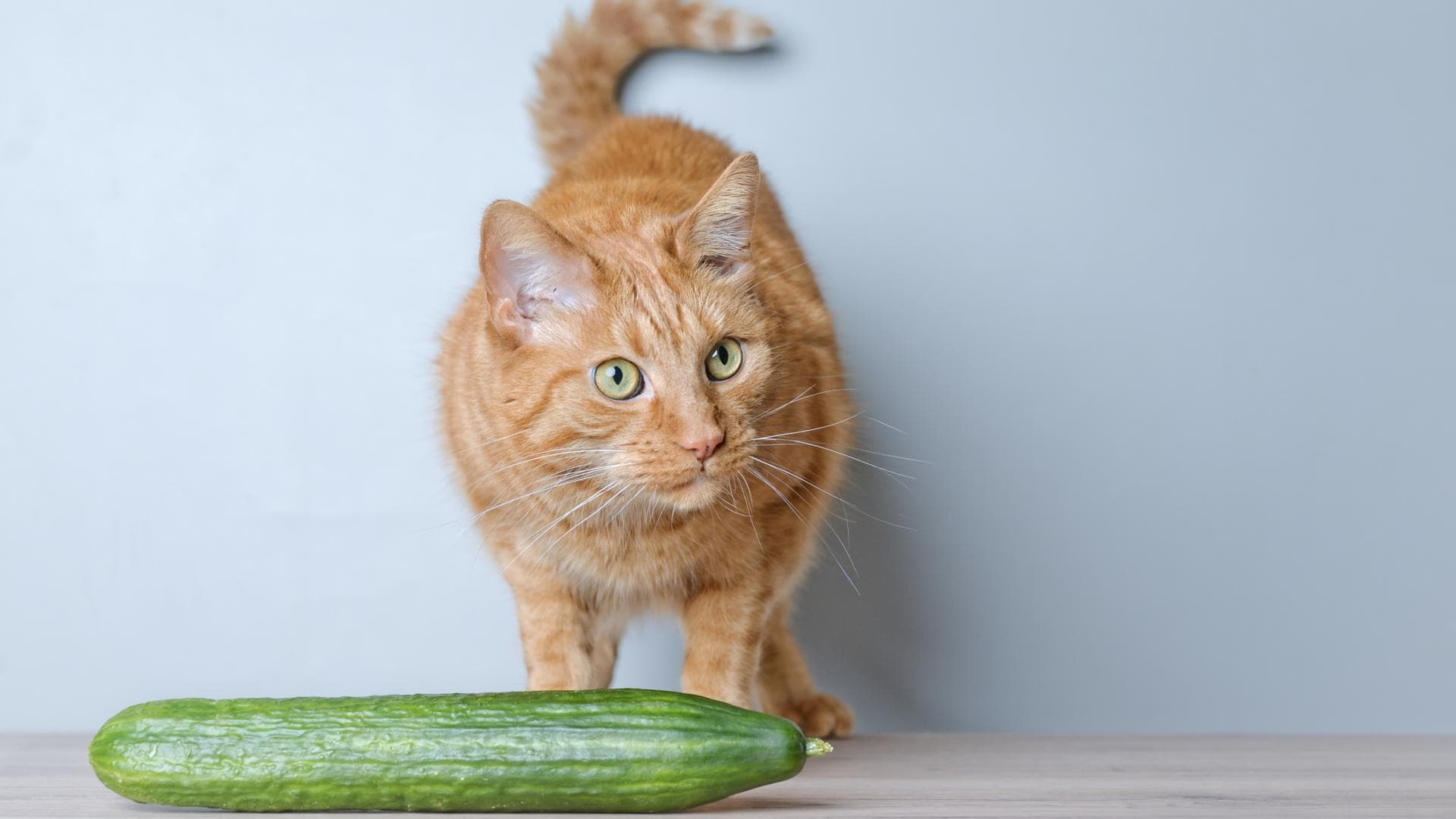 Katze steht vor einer Gurke und guckt skeptisch Katze steht vor einer Gurke und guckt skeptisch