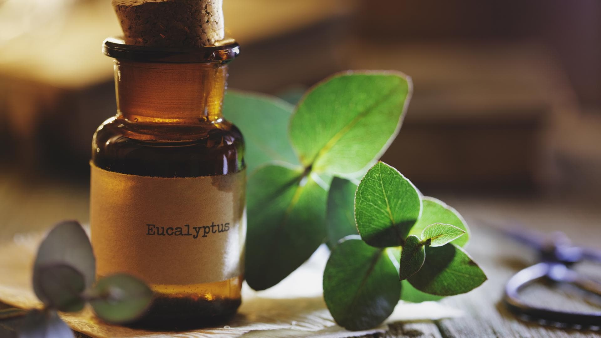 Eukalyptusöl neben Eukalyptus Eukalyptusöl neben Eukalyptus