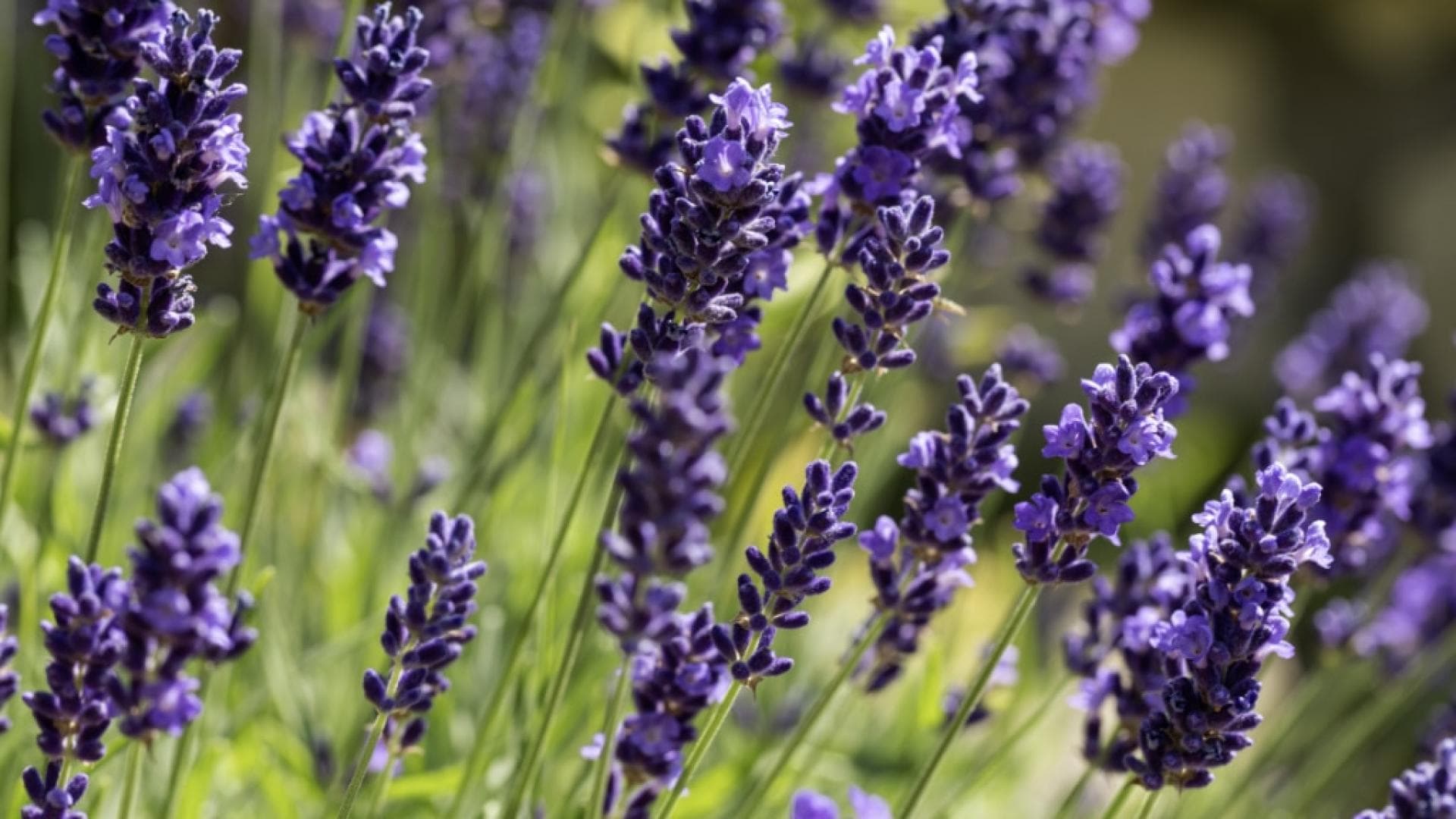 Lavendel bei Schlafstörungen Lavendel