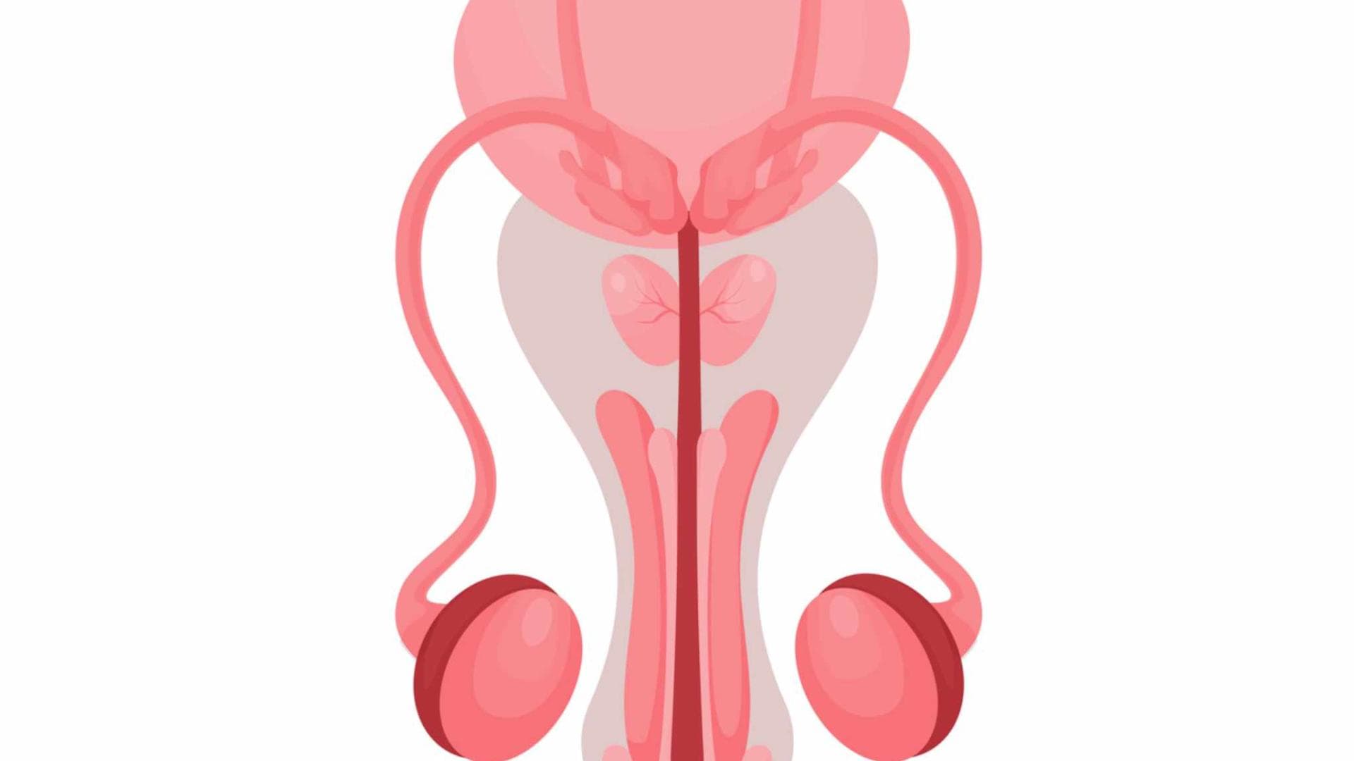 Alles, was Sie zur Penisgesundheit wissen müssen Grafik des männlichen Fortpflanzungssystems
