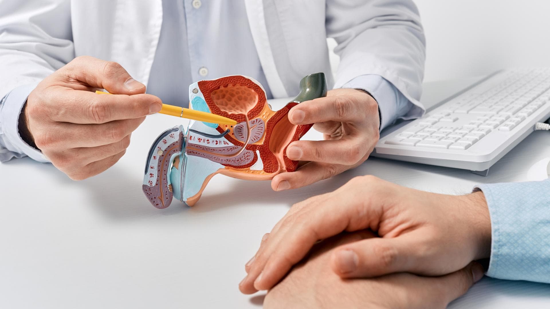 Arzt erklärt Patientem die Prostata Arzt erklärt Patientem die Prostata
