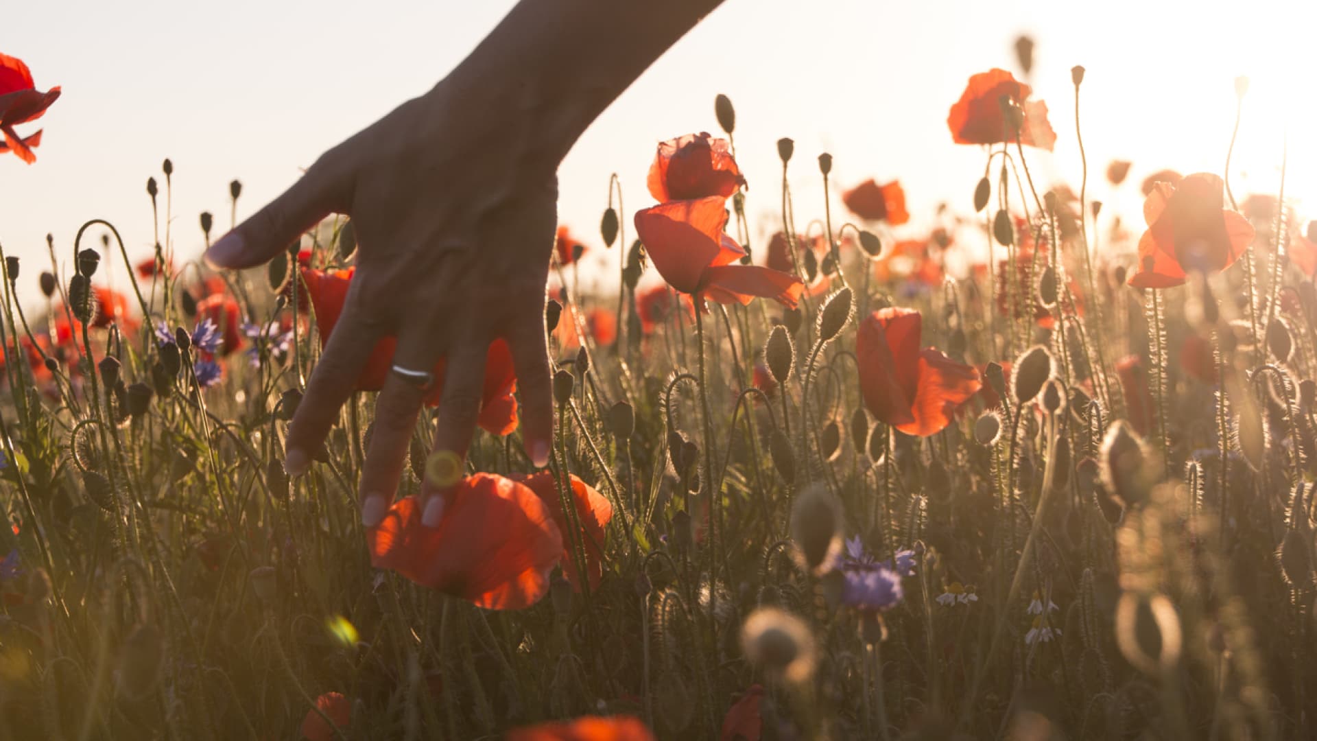 Hochsensibilität ist eine Art "Wahrnehmungsbegabung". Frau fasst mit der Hand in ein Feld mit Mohnblumen