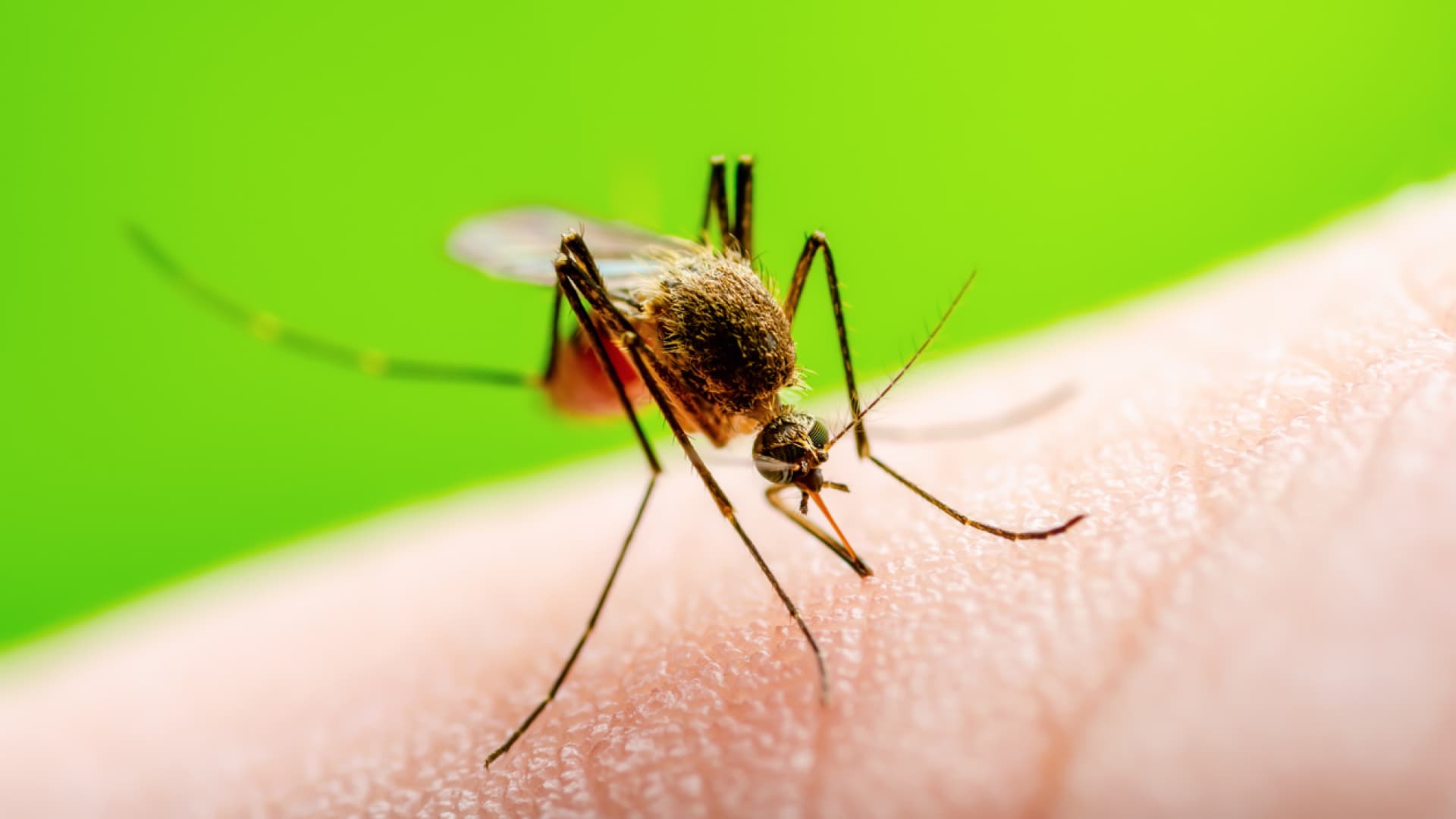 Die Hauptüberträger des Virus sind spezielle Mückenarten. Die Hauptüberträger des Virus sind spezielle Mückenarten.
