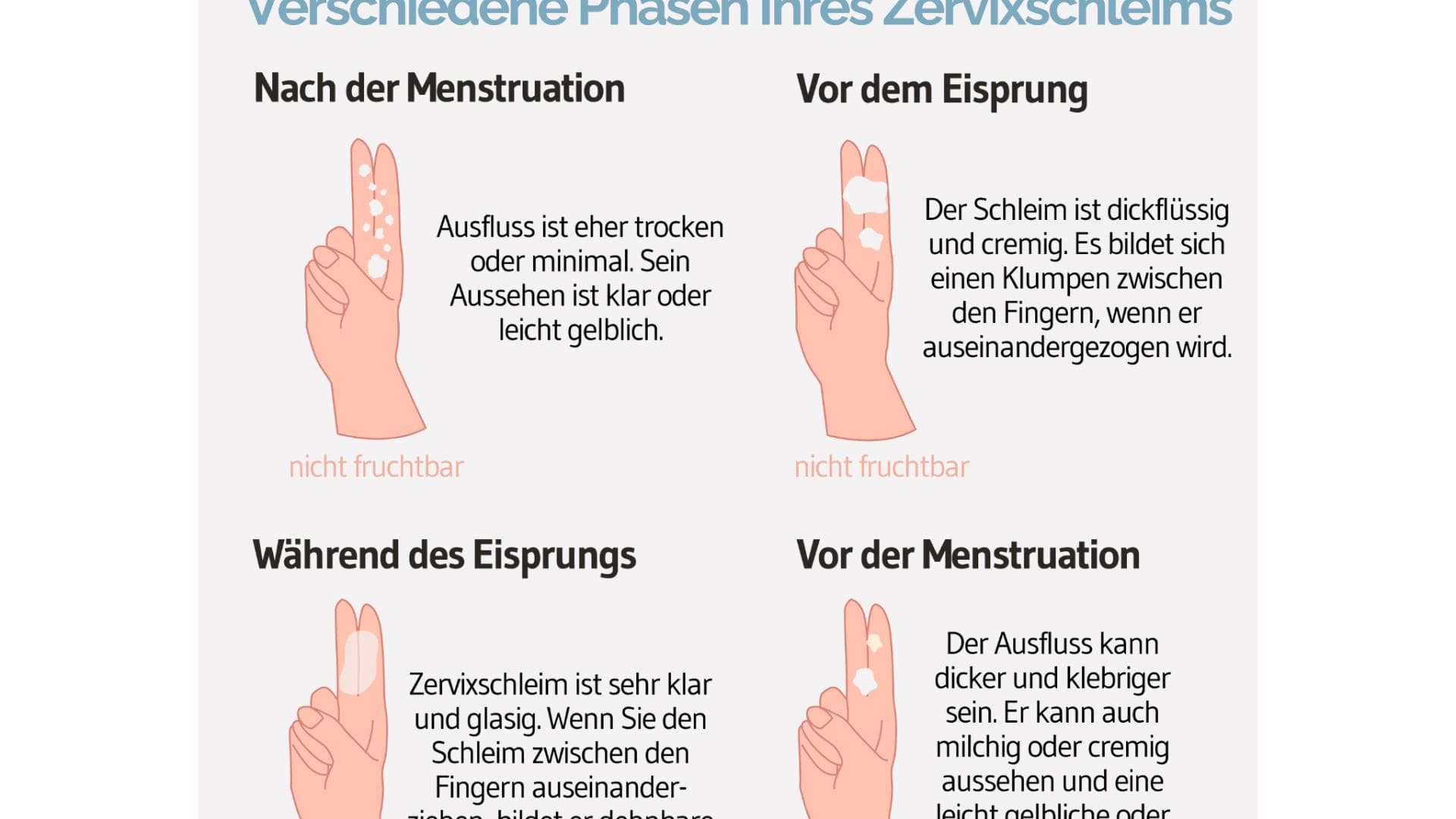 Phasen des Zervixschleims Phasen des Zervixschleims