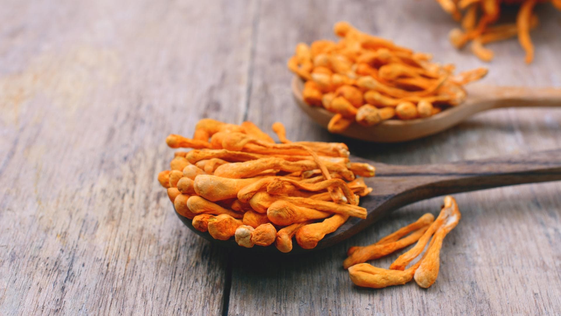 Cordyceps Cordyceps