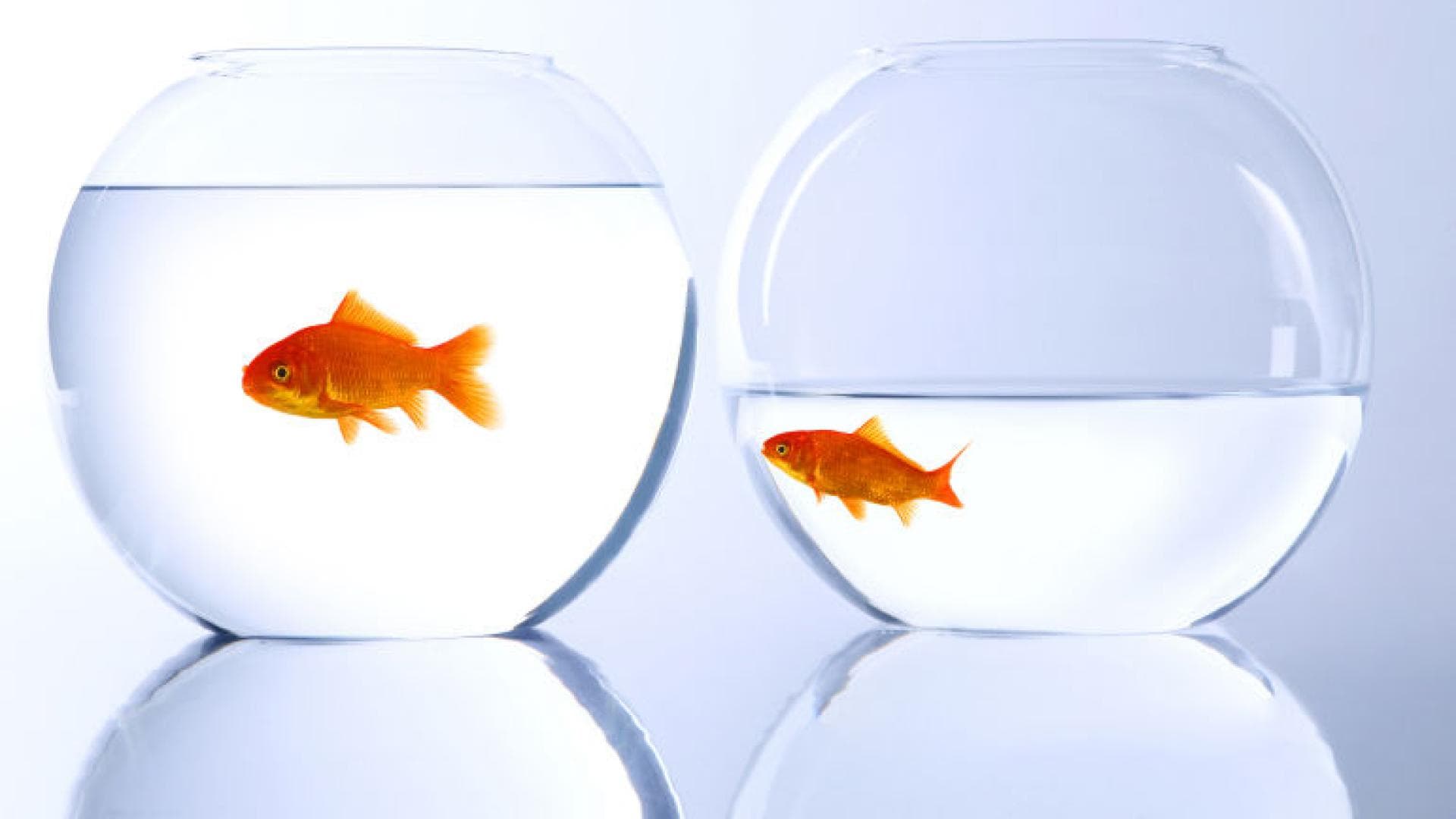 Goldfische im Glas Goldfische im Glas