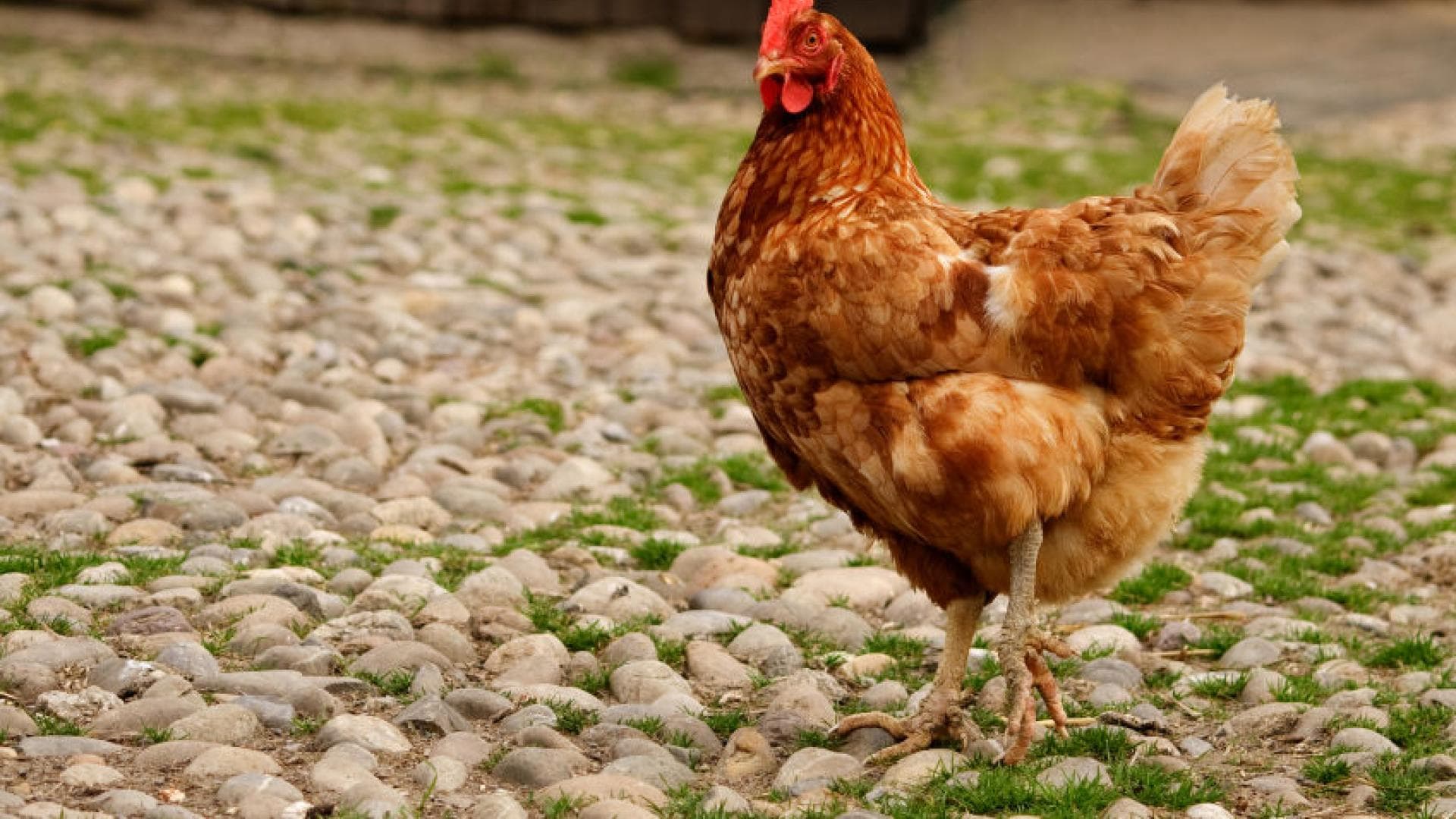 Huhn Huhn
