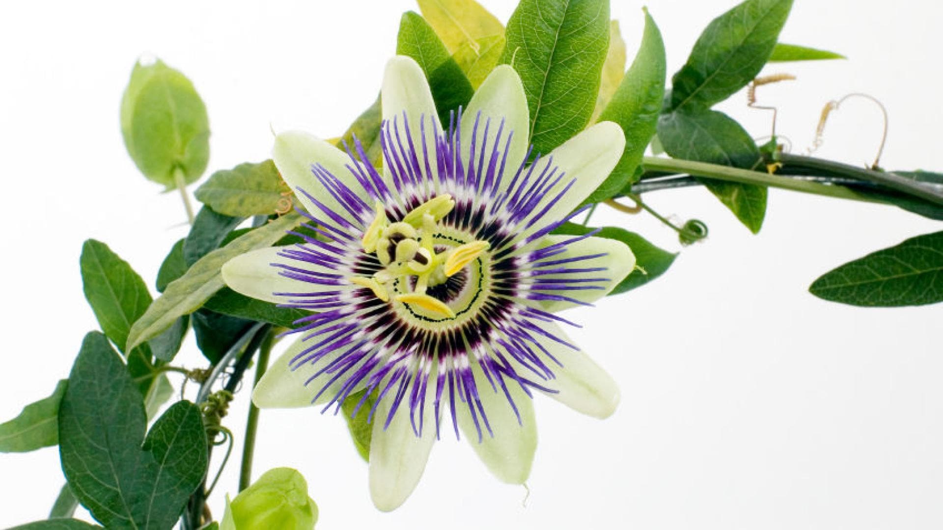 Passionsblume